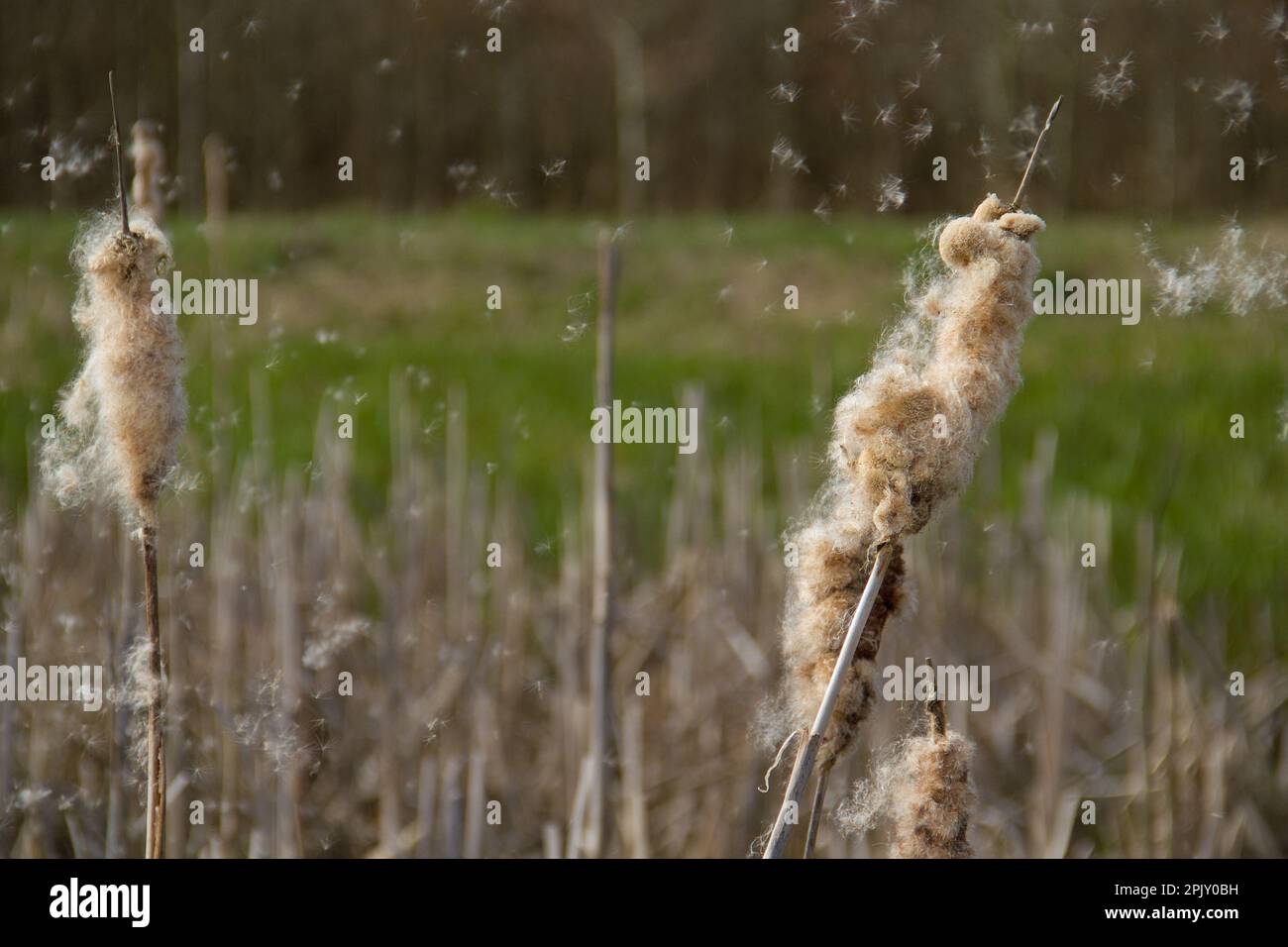 Reife Stacheln von gewöhnlichem Busch, die flauschige Schmerzen freisetzen Stockfoto