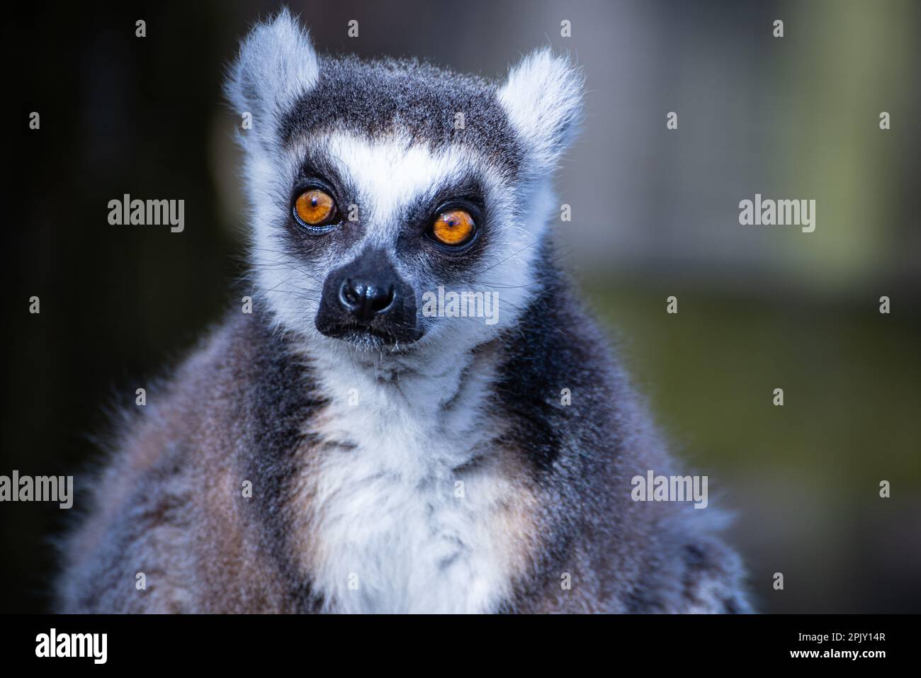 Lemur im Safaripark Stockfoto