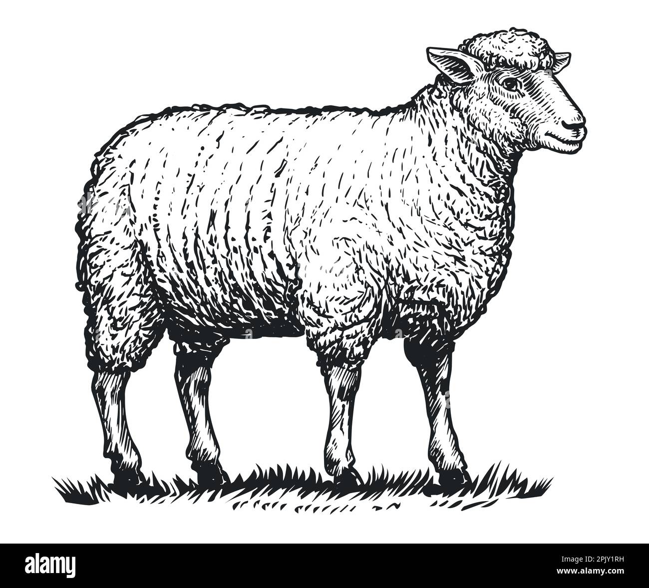 Bauernschafe stehen auf Gras. Handgezogenes Haustier mit dickem Wollmantel. Viehzucht, Vektordarstellung Stock Vektor