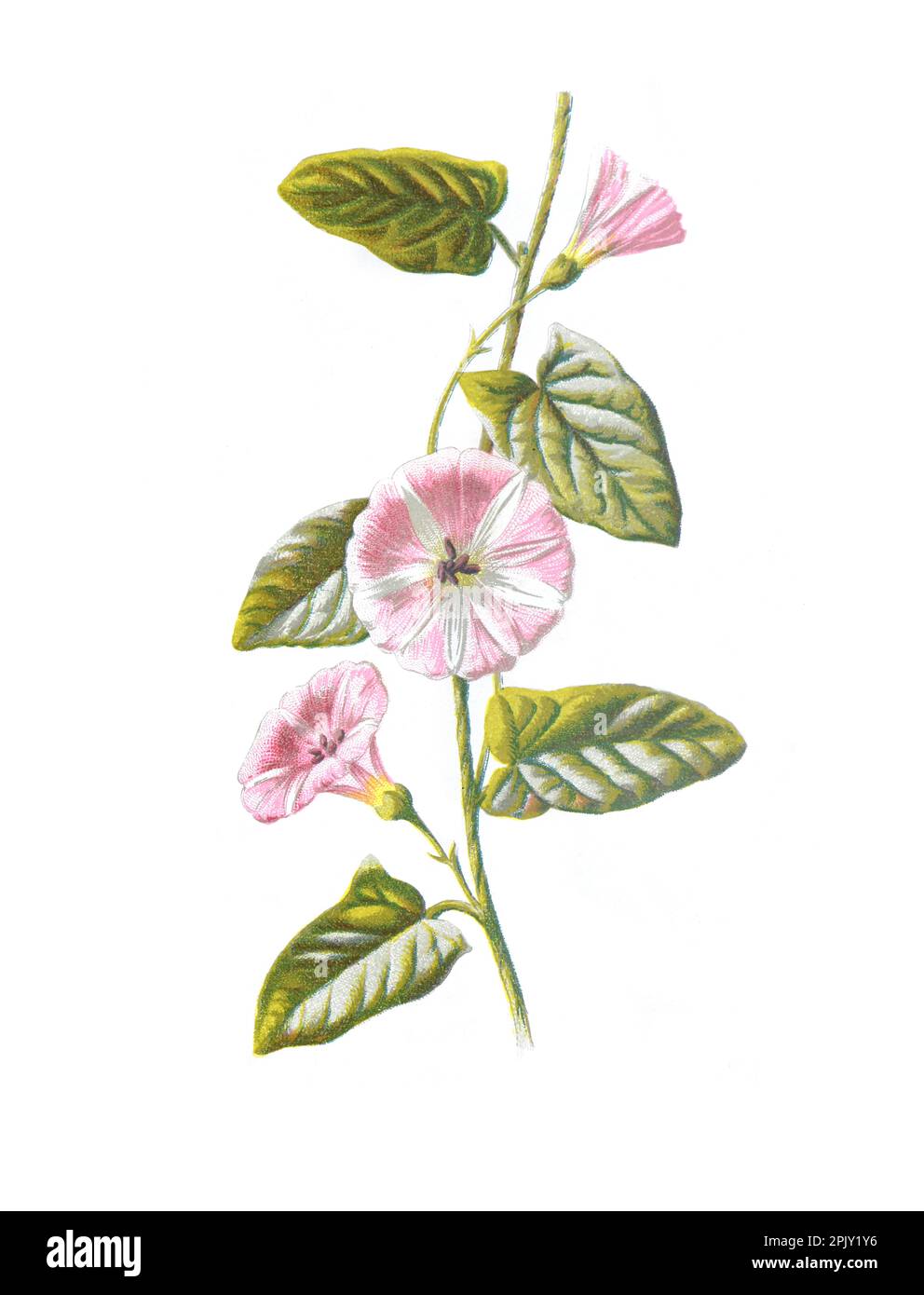 Vintage und antike Blumen. Convolvulus arvensis, das Feldbindekraut (Calystegia sepium). Antikes Bild von handgezeichneten Blumen. Wilde Blume. Stockfoto