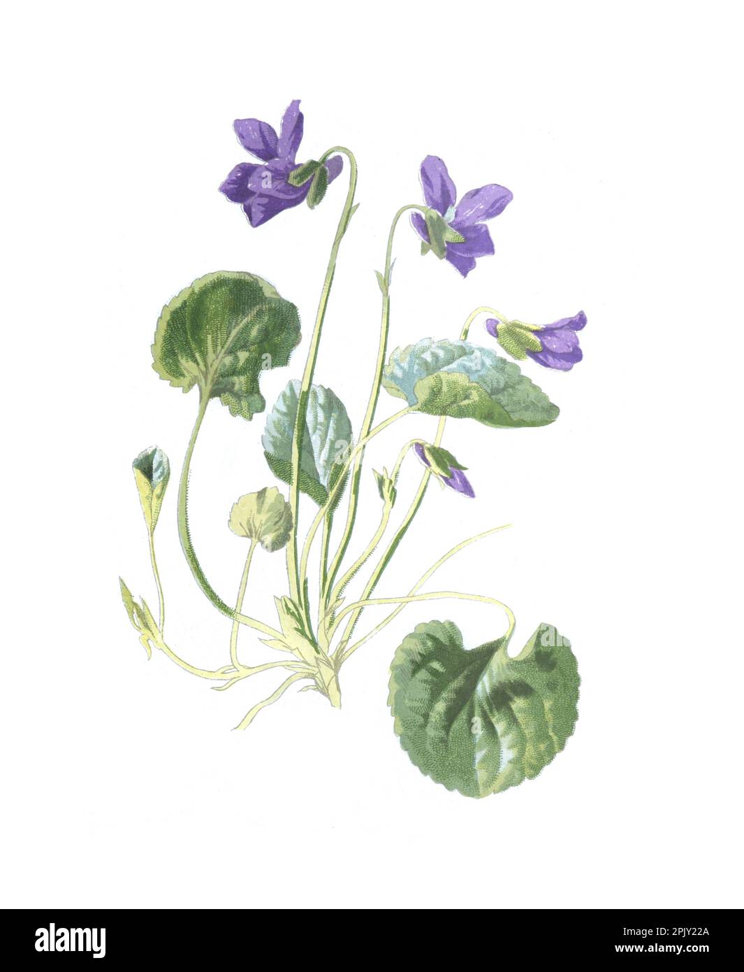 Viola odorata oder violette Holzblume. Handgezeichnete Blumen Illustration. Süßes Violett, englisches Violett oder gewöhnliches Violett. Alte Wildblumen. Stockfoto