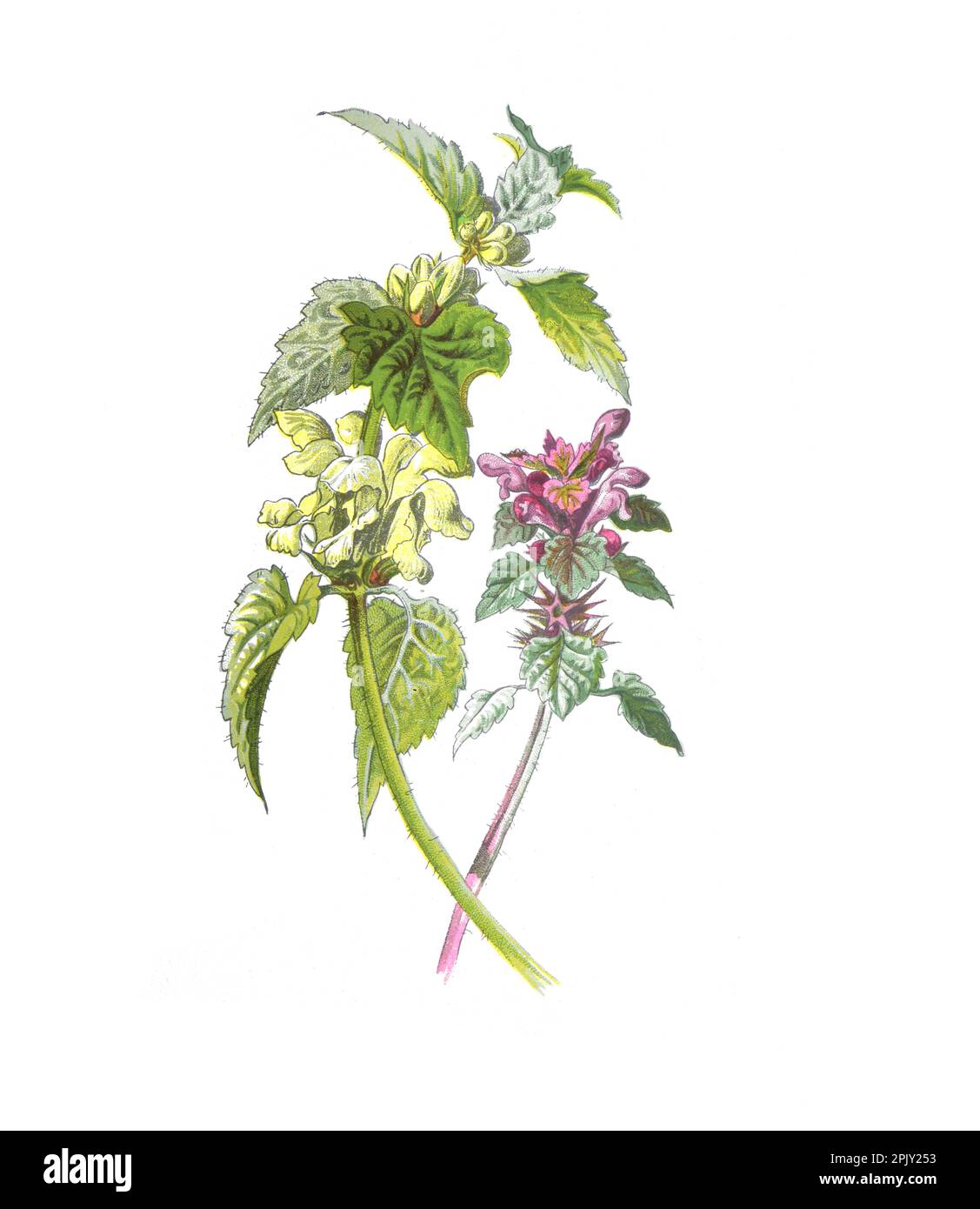 Weiße und rote tote Nesselpflanzen und Blumen. (Totnessel - Lamium maculatum). Antikes Bild von handgezeichneten Blumen. Vintage und antike Blumen. Stockfoto