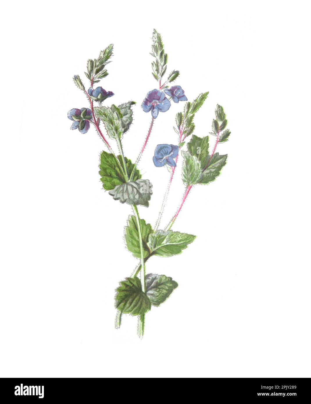 Veronica Chamaedrys Blume. (Germander Speedwell, Bird's Eye Speedwell oder Cat's Eyes) handgezeichnete Blumen Illustration. Alte Wildblumen. Stockfoto