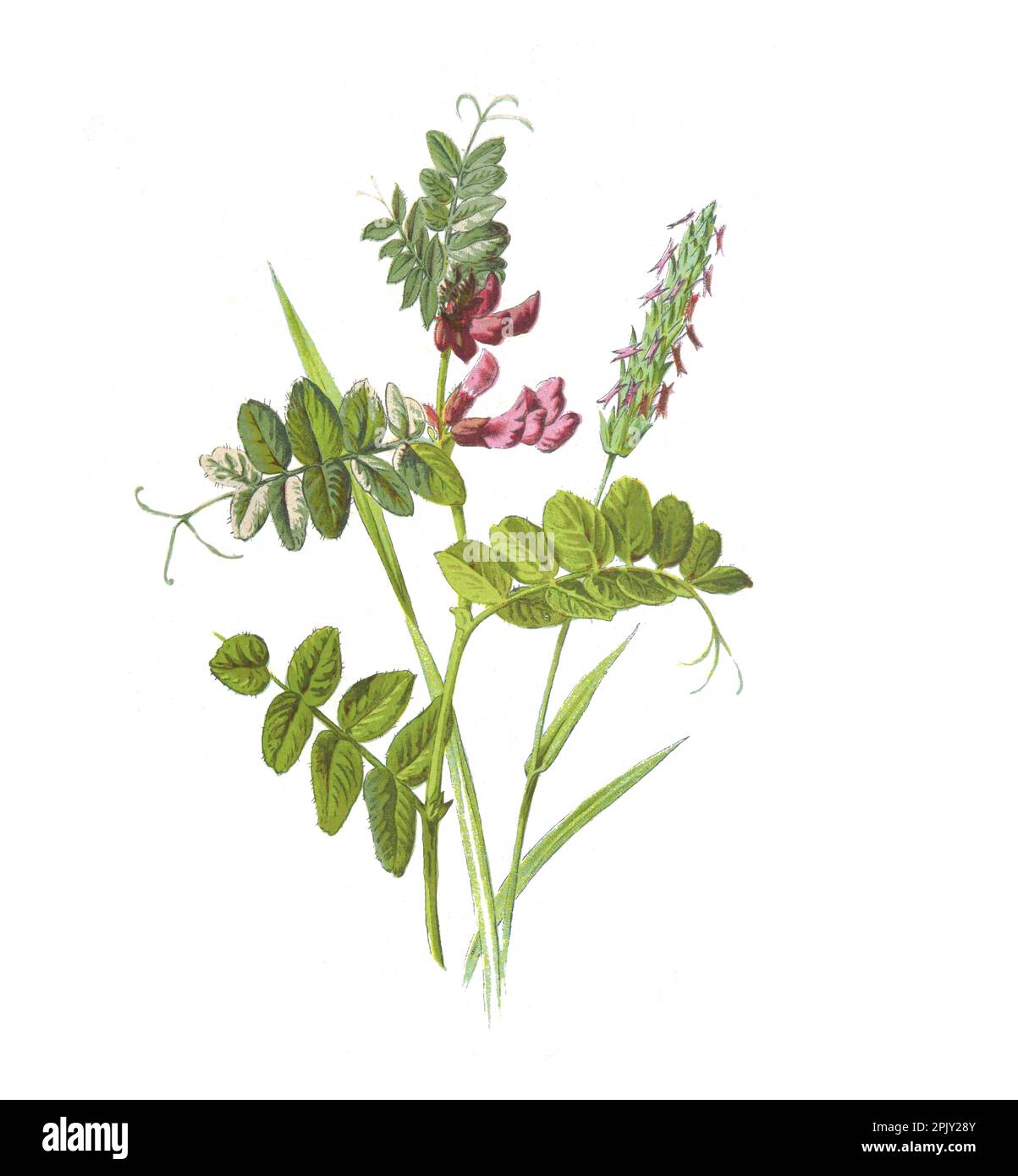Vicia sepium Blume. (buschwickel und süßes, duftendes Vernalgras) Antike, handgemalte Blumen. Vintage und antike Blumen. Wilde Blume. Stockfoto