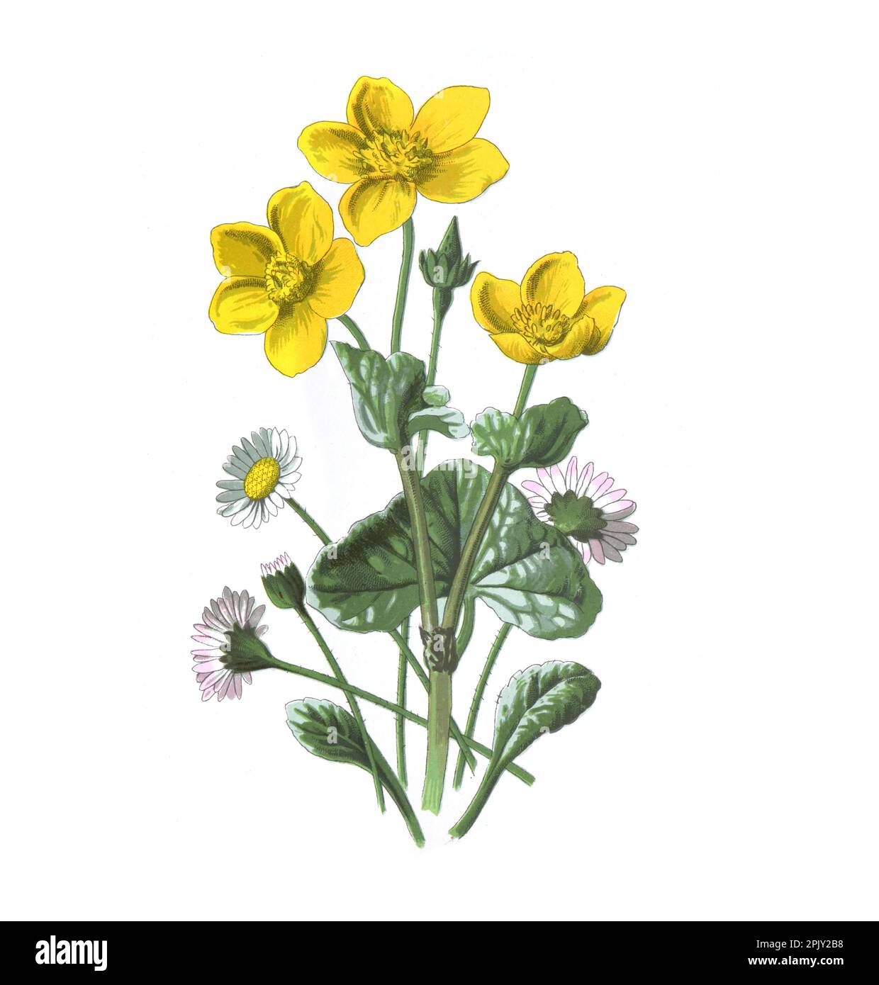 Sumpfblüte. (caltha palustris) Gänseblümchen oder bellis perennis. Antikes Bild von handgezeichneten Blumen. Alte Wildblumen. Stockfoto