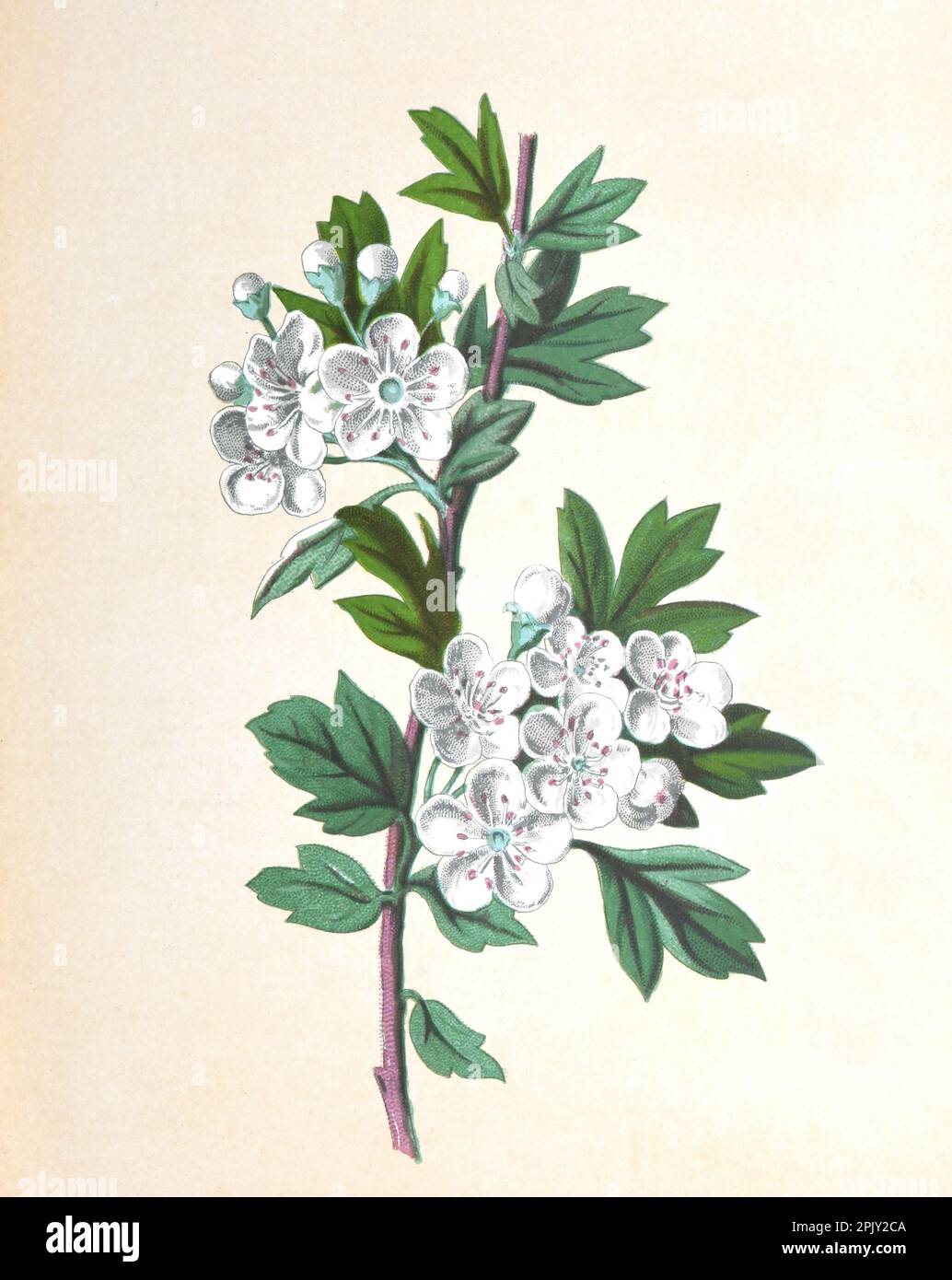 Hawthorn oder Crateagus Blume. (Treibdorn oder Dornapfel) Maibaum, whitehorn oder Heubeere. Antikes Bild von handgezeichneten Blumen. Blumendarstellung. Stockfoto