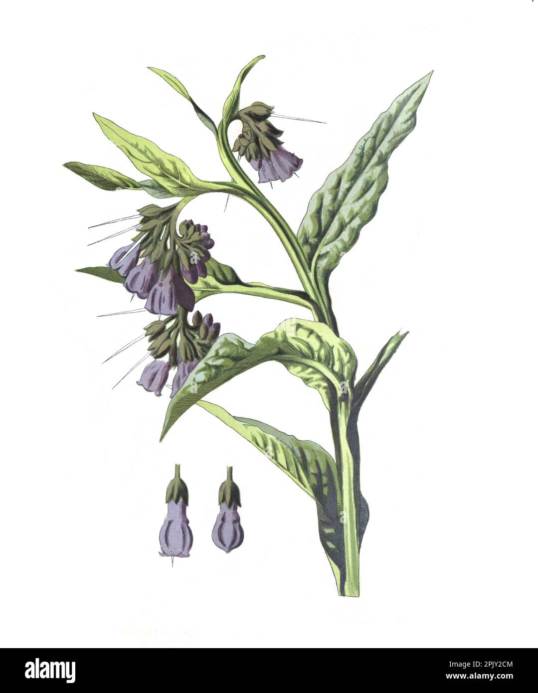 Beinblumenblüte. (Symphytum). Antikes Bild von handgezeichneten Blumen. Vintage und antike Blumen. Wilde Blume Illustration. 19. Jahrhundert. Stockfoto