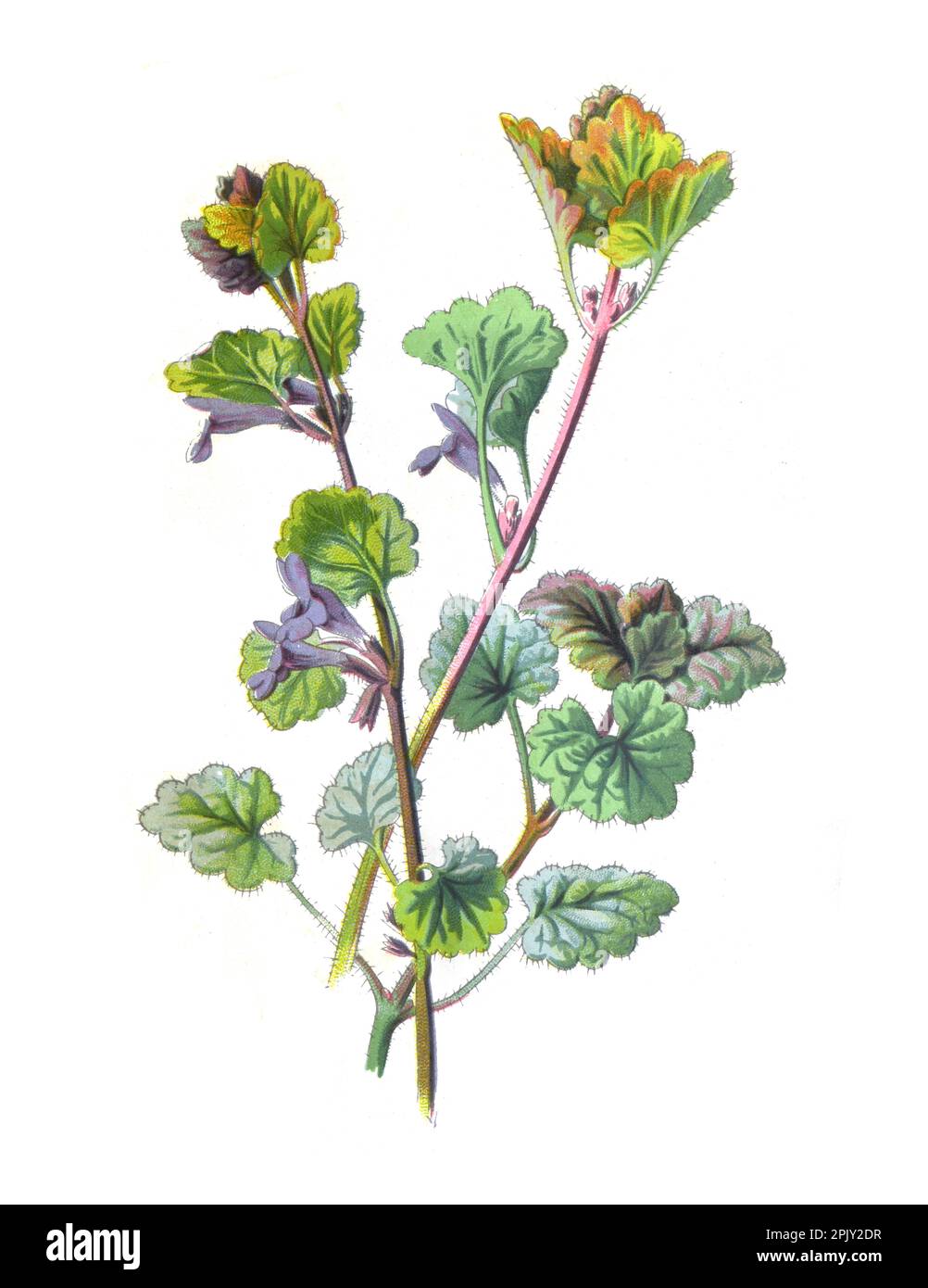 Gemahlene Efeu-Blume. (Glechoma hederacea). Antikes Bild von handgezeichneten Blumen. Vintage und antike Blumen. Wilde Blume Illustration. 19. Jahrhundert. Stockfoto