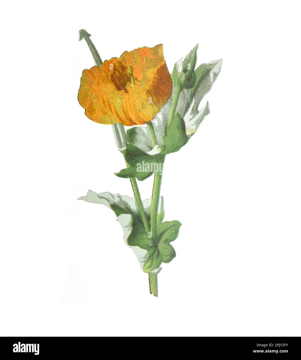 Gelbe Mohnblume mit Hörnern. (Glaucium flavum). Antikes Bild von handgezeichneten Blumen. Vintage und antike Blumen. Wildblumen-Illustration. Stockfoto