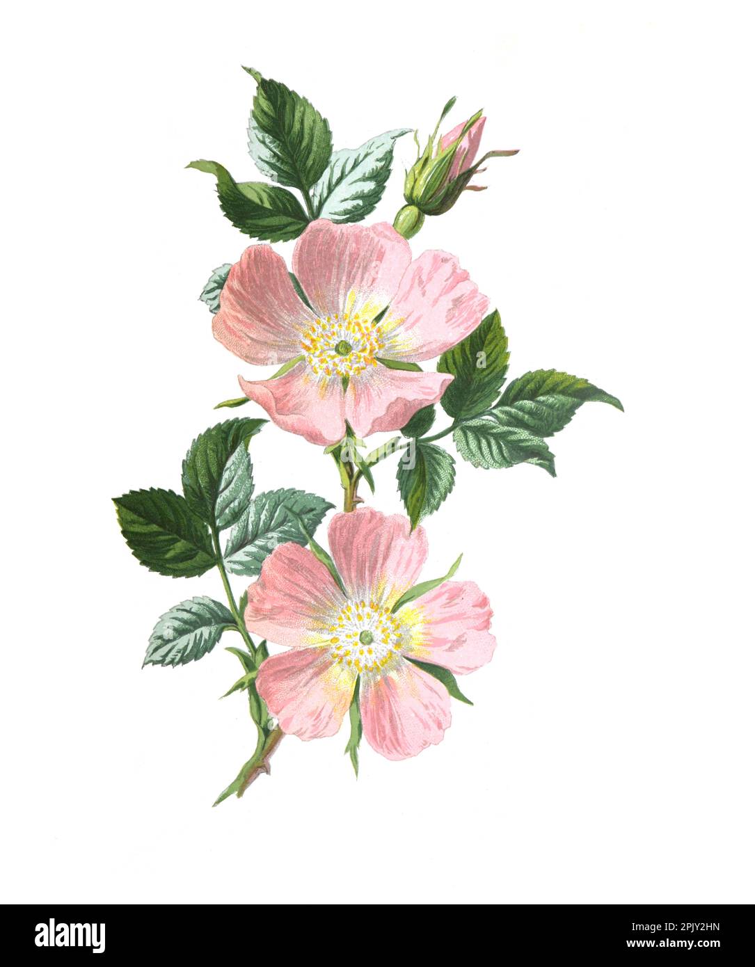 Hundrosenblüte. (Rosa canina). Antikes Bild von handgezeichneten Blumen. Vintage und antike Blumen. Wilde Blume Illustration. 19. Jahrhundert. Stockfoto