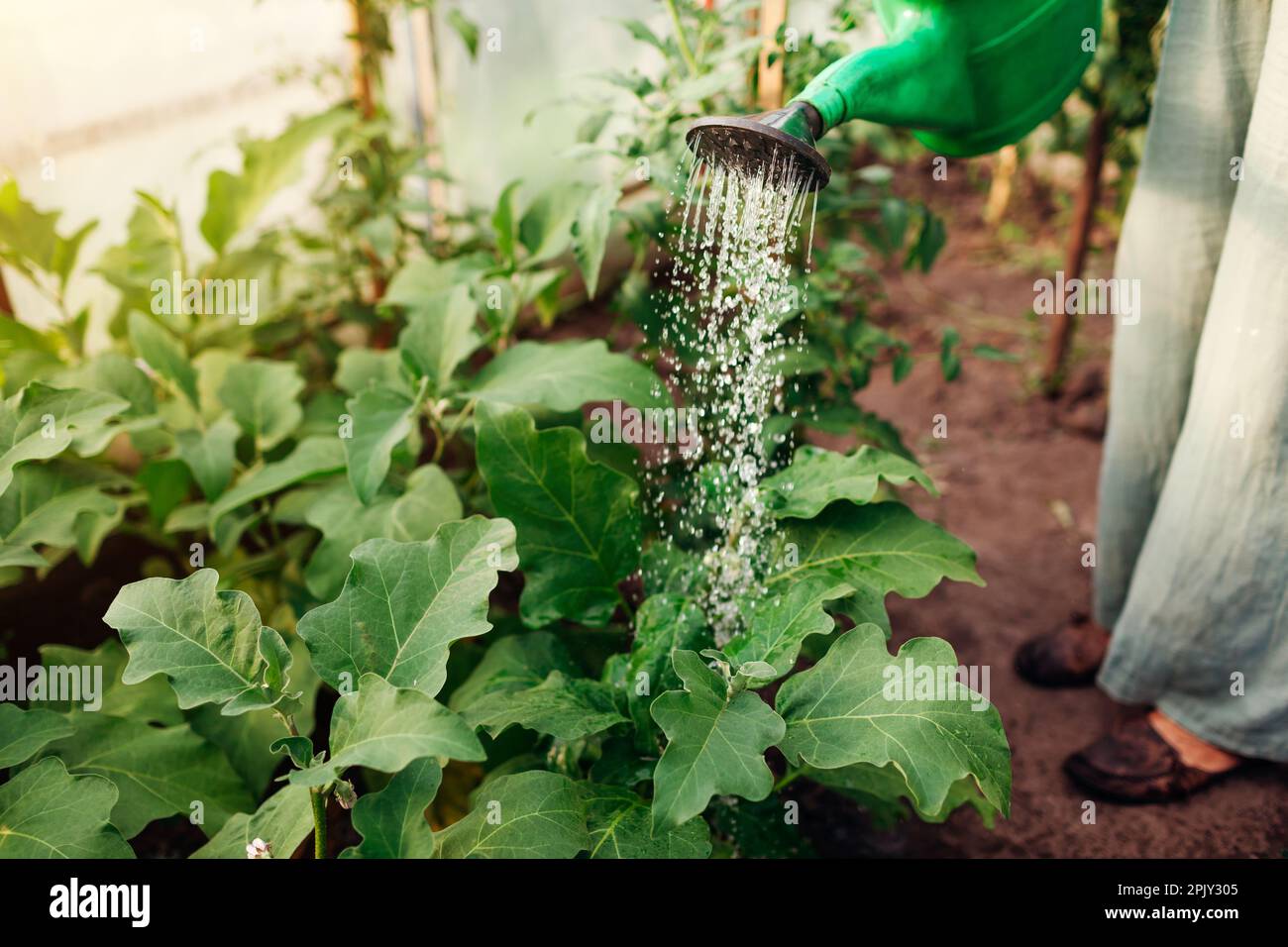 Landwirt wässern Auberginen Pflanzen mit Gießkanne im Gewächshaus. Pflege von Auberginen-Setzlingen. Gartenarbeit. Anbau von gesunden Bio-Gemüse Stockfoto