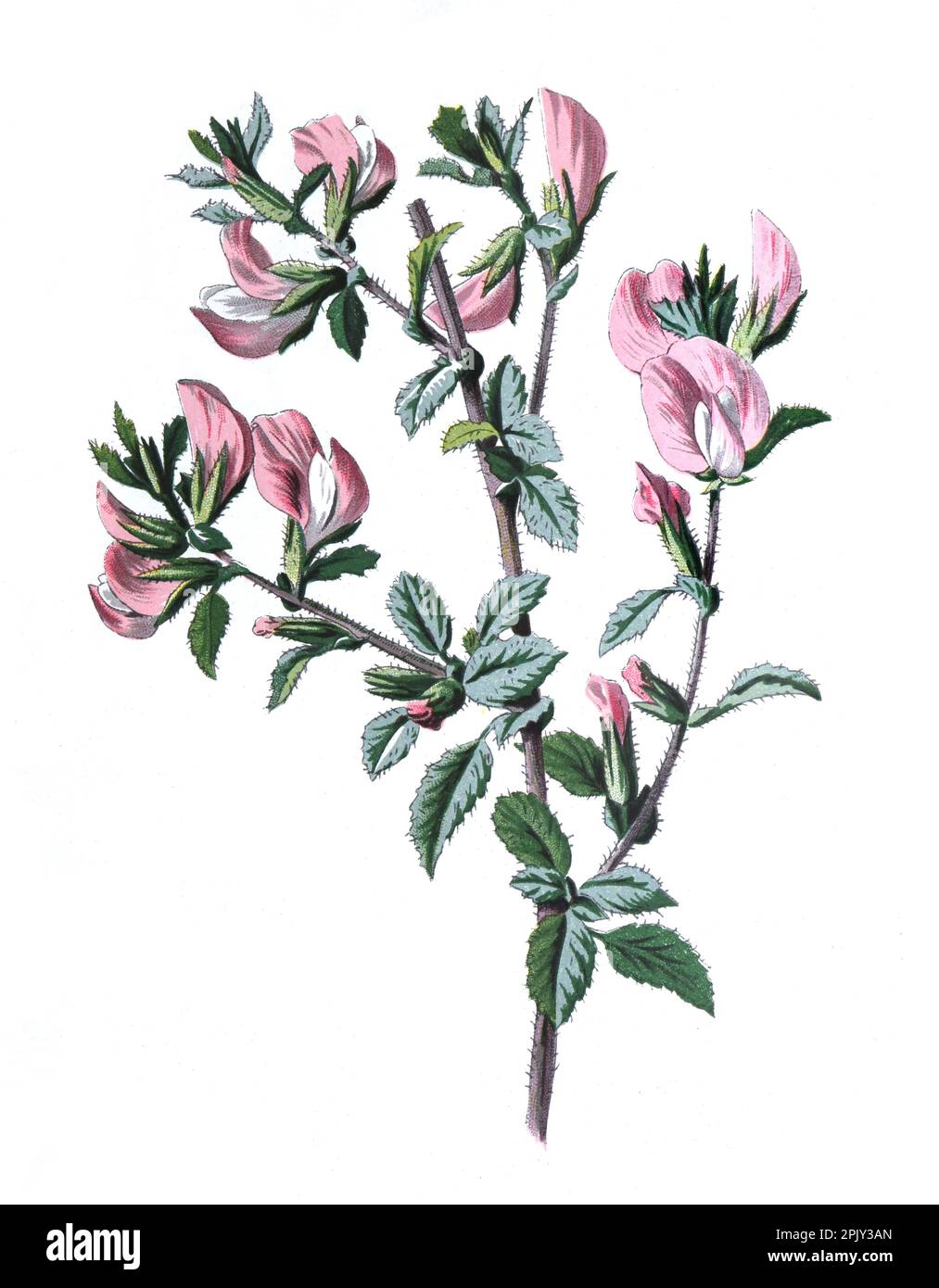 Feldblume mit Pfeil nach hinten. Spiny Restharrow (Ononis spinosa) Heilpflanze. Antikes Handgemalte Feldblumen Illustration. Vintage und antike Blumen. Stockfoto