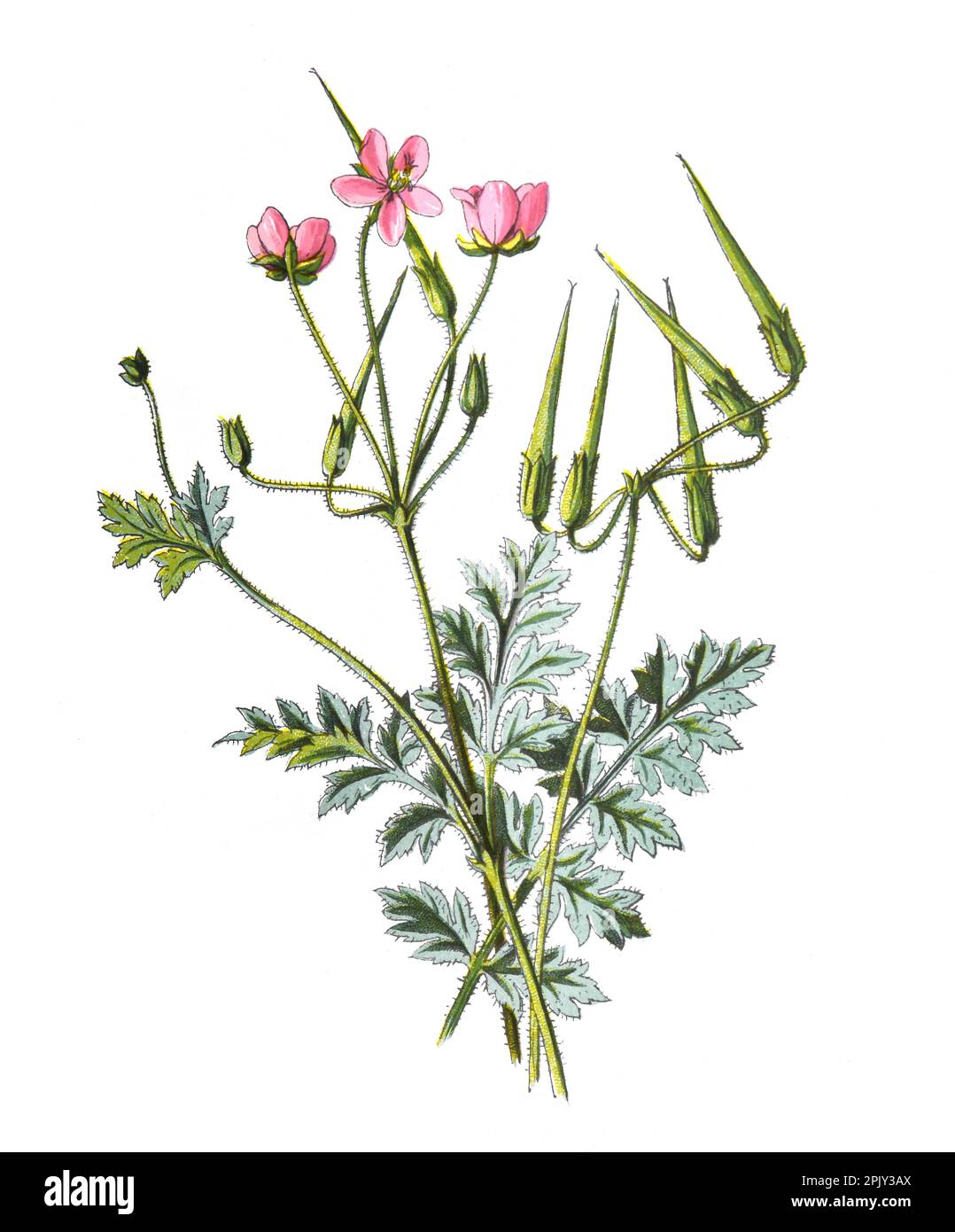 Stork's Bill oder Erodium Cicutarium oder Edstem Filaree, Redstem Stork's Bill, antike handgezeichnete Blumen Illustration... Antike handgezeichnete Feldblumen. Stockfoto