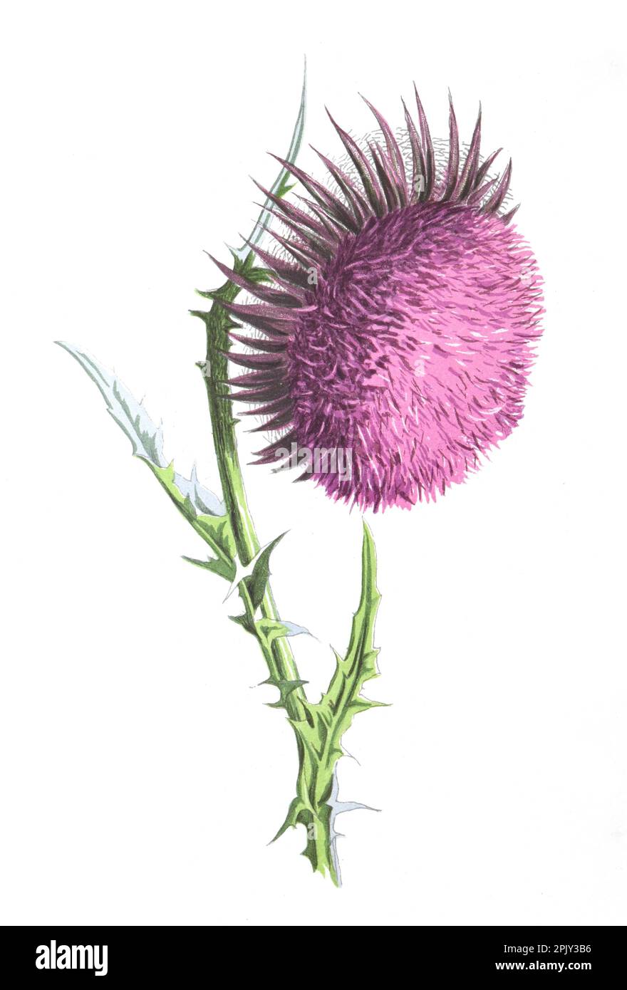 Nicken von Distel oder Carduus nutans oder Moschusdistel oder Nicken von stumpffreier Distel. Antike handgezeichnete Feldblumen Illustration. Alte Blumendistel. Stockfoto