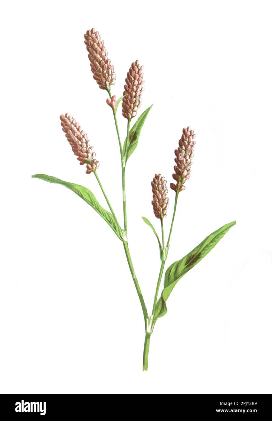 Pink Persicaria oder Persicaria amplexicaulis „Pink Elephant. Antikes handgezeichnetes Blumenmotiv. Vintage- und antike Wildblumen. Stockfoto