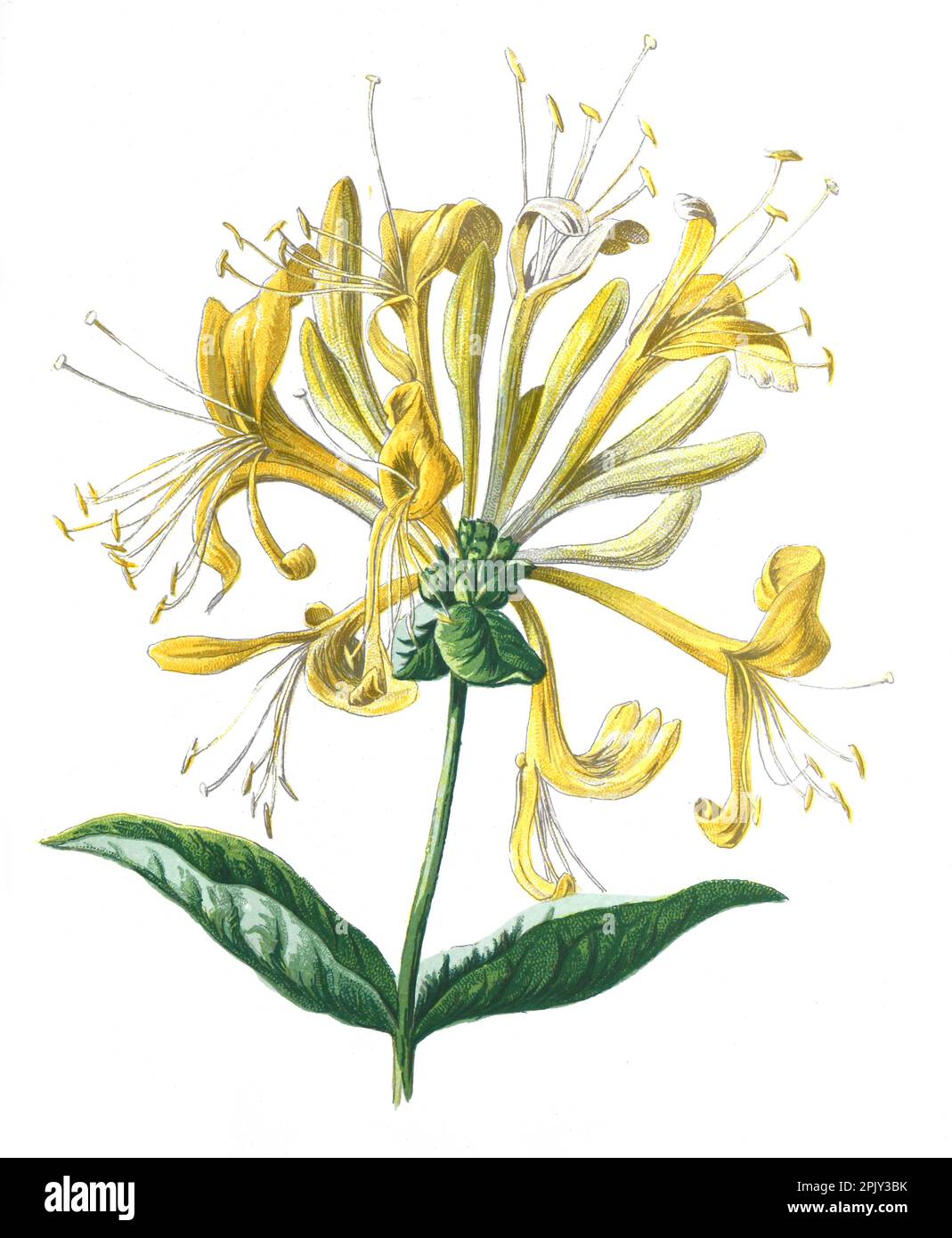 Geißblatt oder Lonicera. Antikes Handgemalte Feldblumen Illustration. Vintage und antike Blumen. Wildblumen-Illustration. Stockfoto