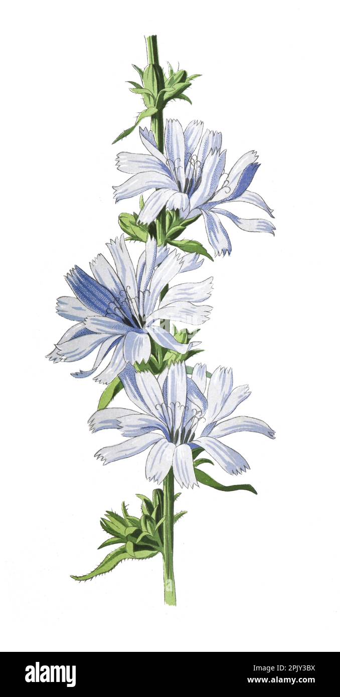 Succory oder Cichorium intybus Heilpflanze Antike handgezeichnete Feldblumen Illustration. Vintage und antike Blumen. Wildblumen-Illustration. Stockfoto