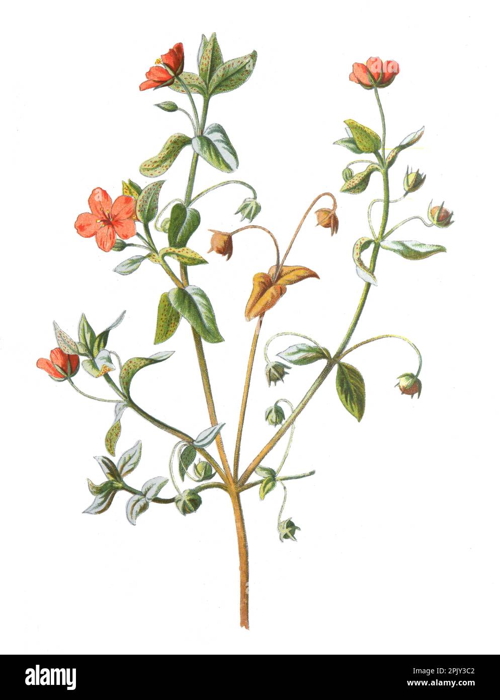 Pimerpel oder Anagallis arvensis oder Primulaceae-Blüte. Antikes Handgemalte Feldblumen Illustration. Vintage und antike Blumen. Wilde Blume. Stockfoto