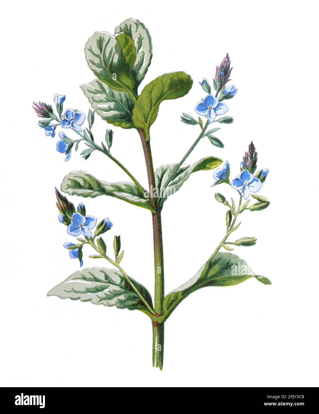 Brooklime oder Beekpunge oder Veronica Beccabunga oder Plantaginaceae. Antikes Handgemalte Feldblumen Illustration. Vintage und antike Blumen. Stockfoto