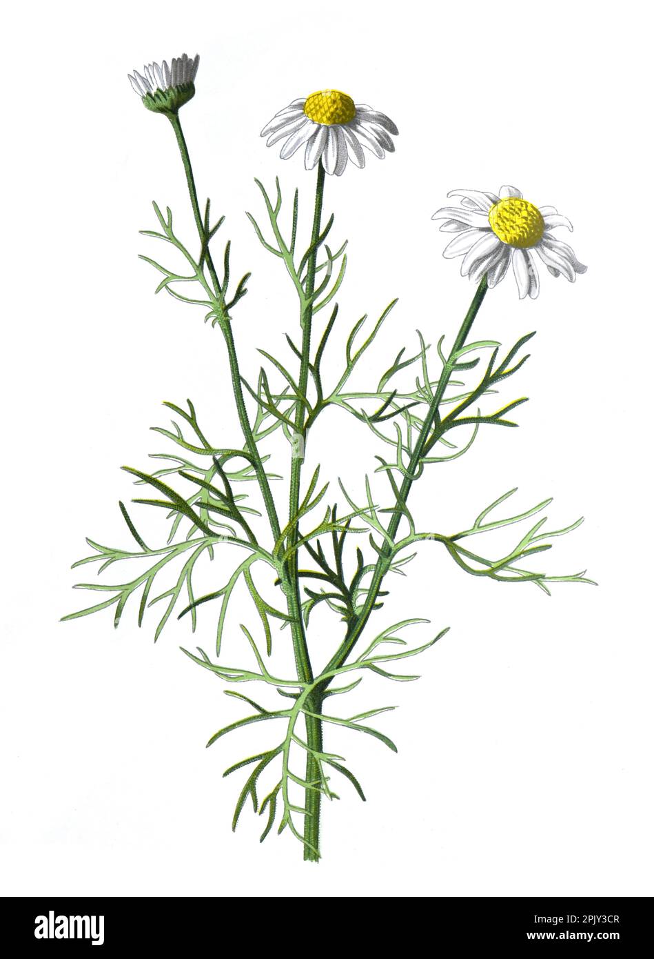 Duftenloses Mayweed oder Tripleurospermum inodorum, falsches Mayweed, duftenloses Mayweed, duftenlose Kamille, Blume. Antike handgezeichnete Feldblumen. Stockfoto