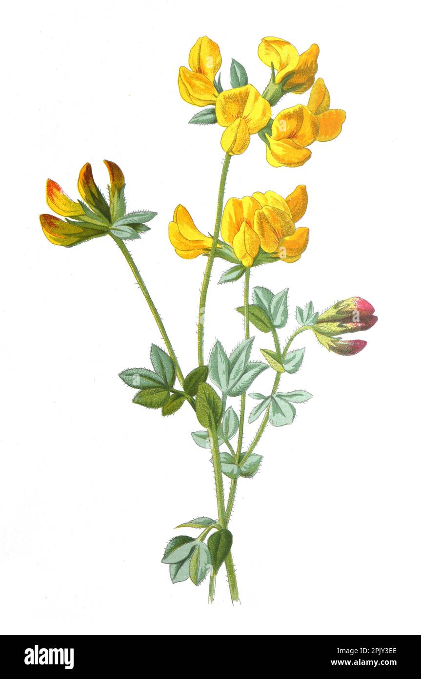 Vogelfuß-Trefoil-Blüte oder Lotus corniculatus.. Antikes Handgemalte Feldblumen Illustration. Vintage und antike Blumen. Wildblumen-Illustration. Stockfoto