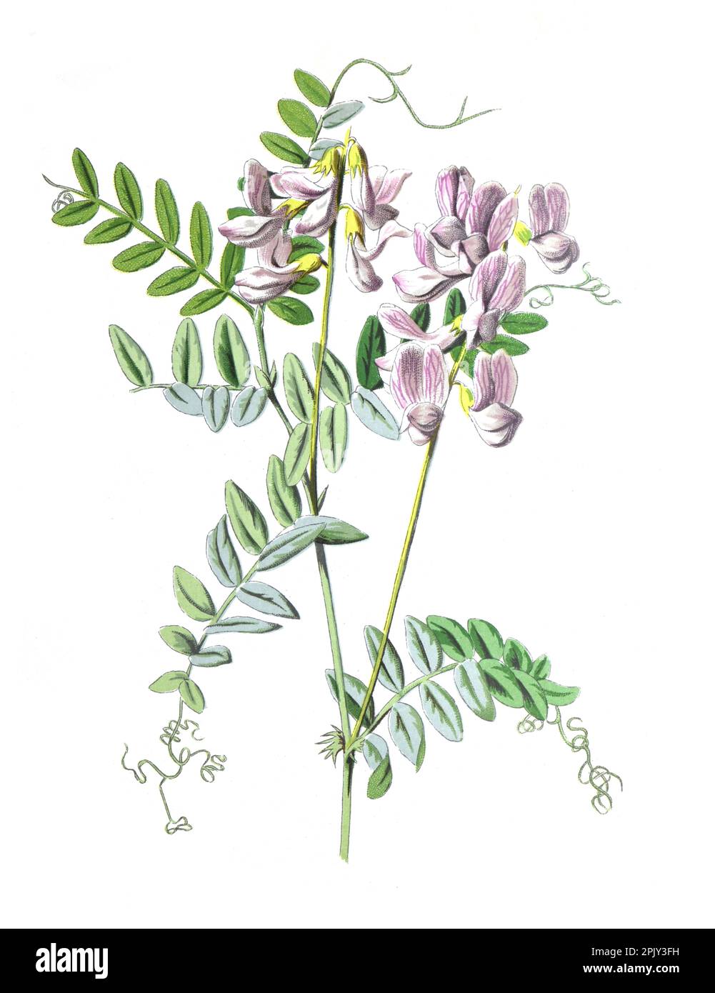 Holzwicke oder Vicia sylvatica-Blume. Familie Fabaceae. Antikes handgezeichnetes Blumenmotiv. Vintage- und antike Wildblumen. Stockfoto