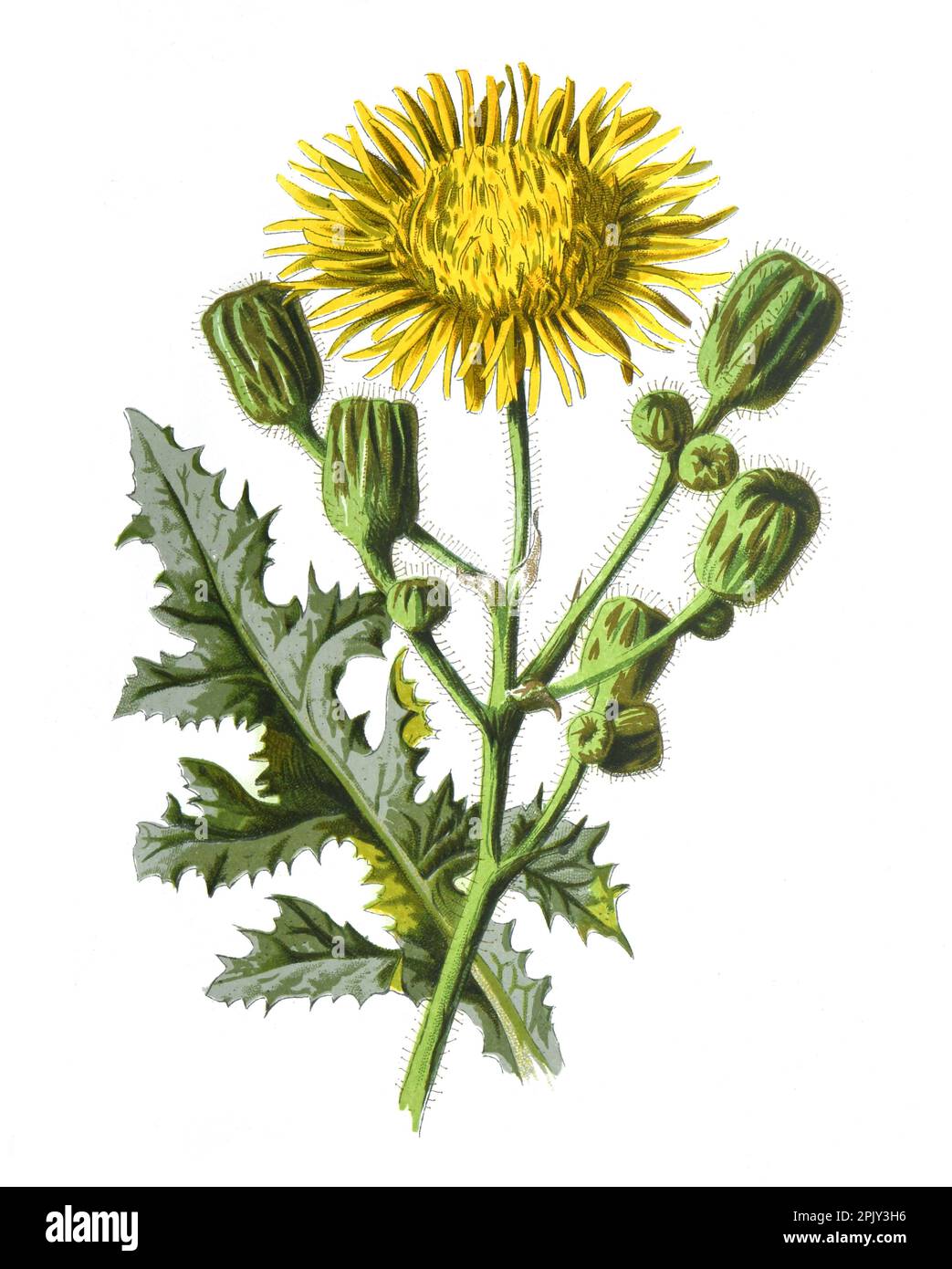 Maissowthistelblume oder Sonchus arvensis Asteraceae Pflanze handgezeichnete Feldblumen Illustration. Vintage und antike Blumen. Wilde Feldblume. Stockfoto