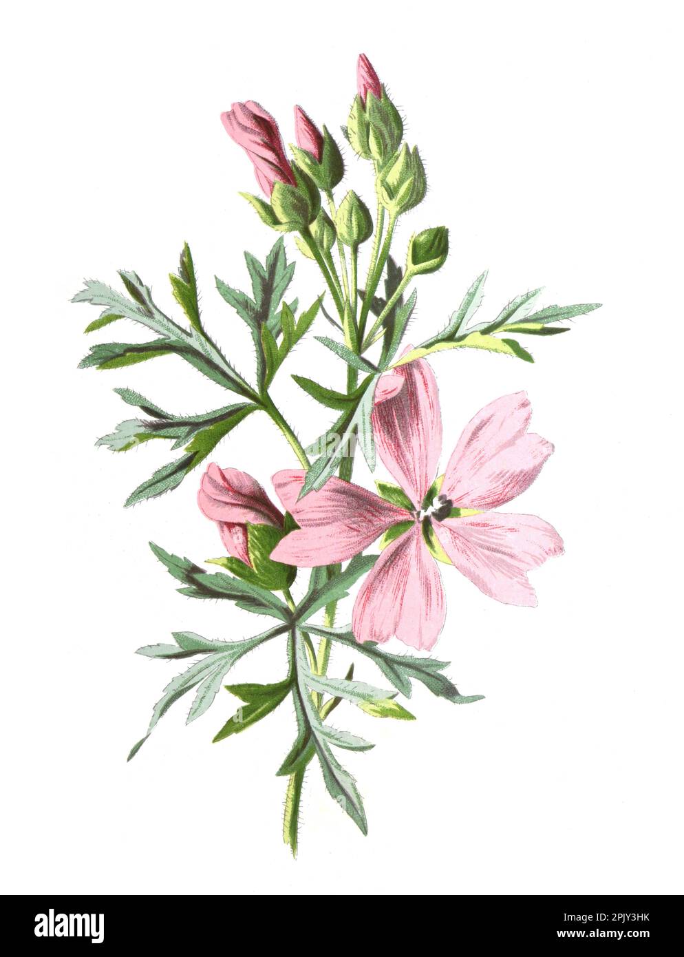 Moschusblüte. Oder Malva Mochata Blume. Antikes Handgemalte Feldblumen Illustration. Vintage und antike Blumen. Wildblumen-Illustration. Stockfoto