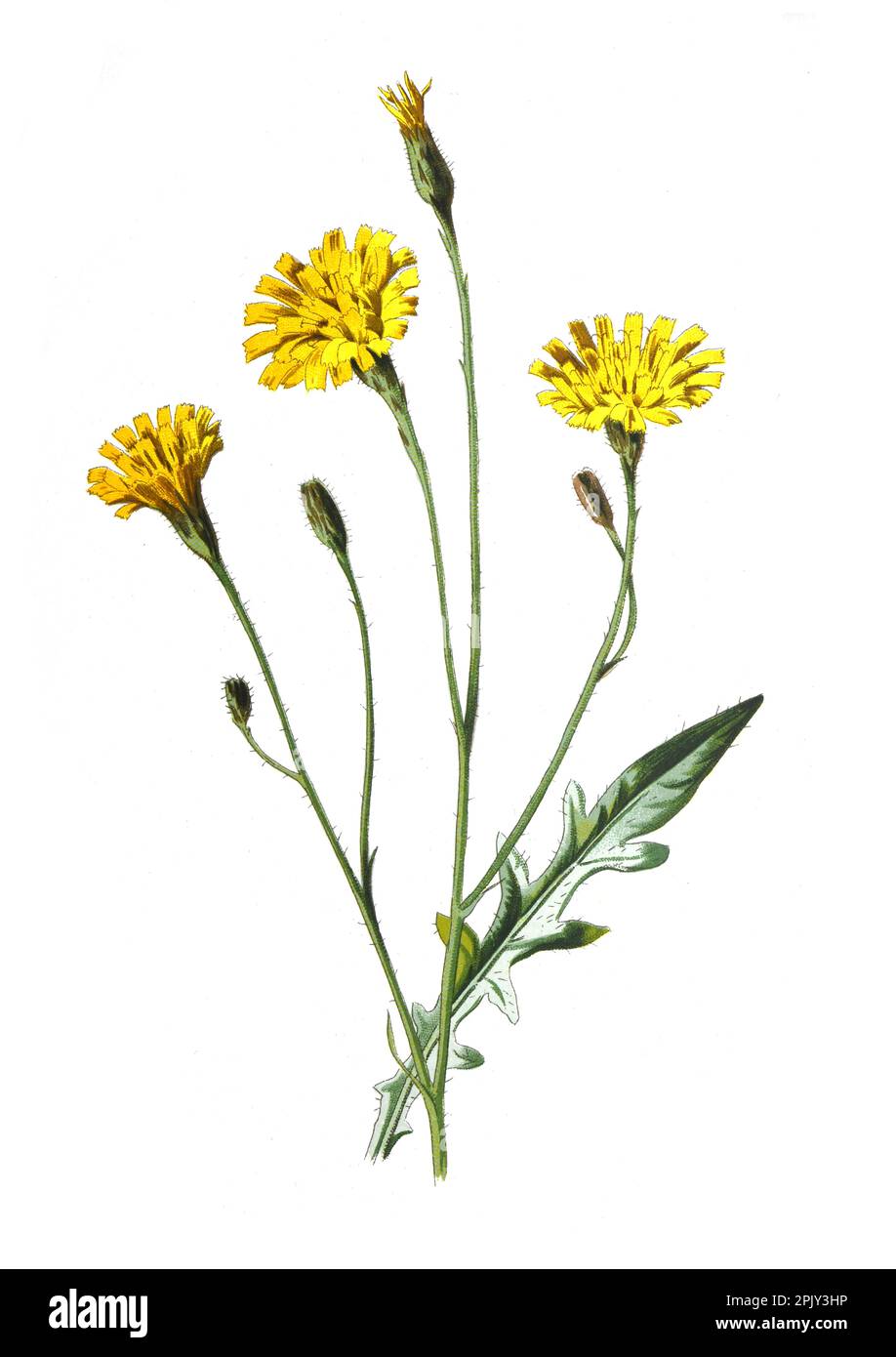 Herbsthawkbit Blume oder Scorzoneroides autumnalis Blume oder Leontodon autumnalis. Antikes oder klassisches handgezeichnetes Blumenmotiv. Stockfoto