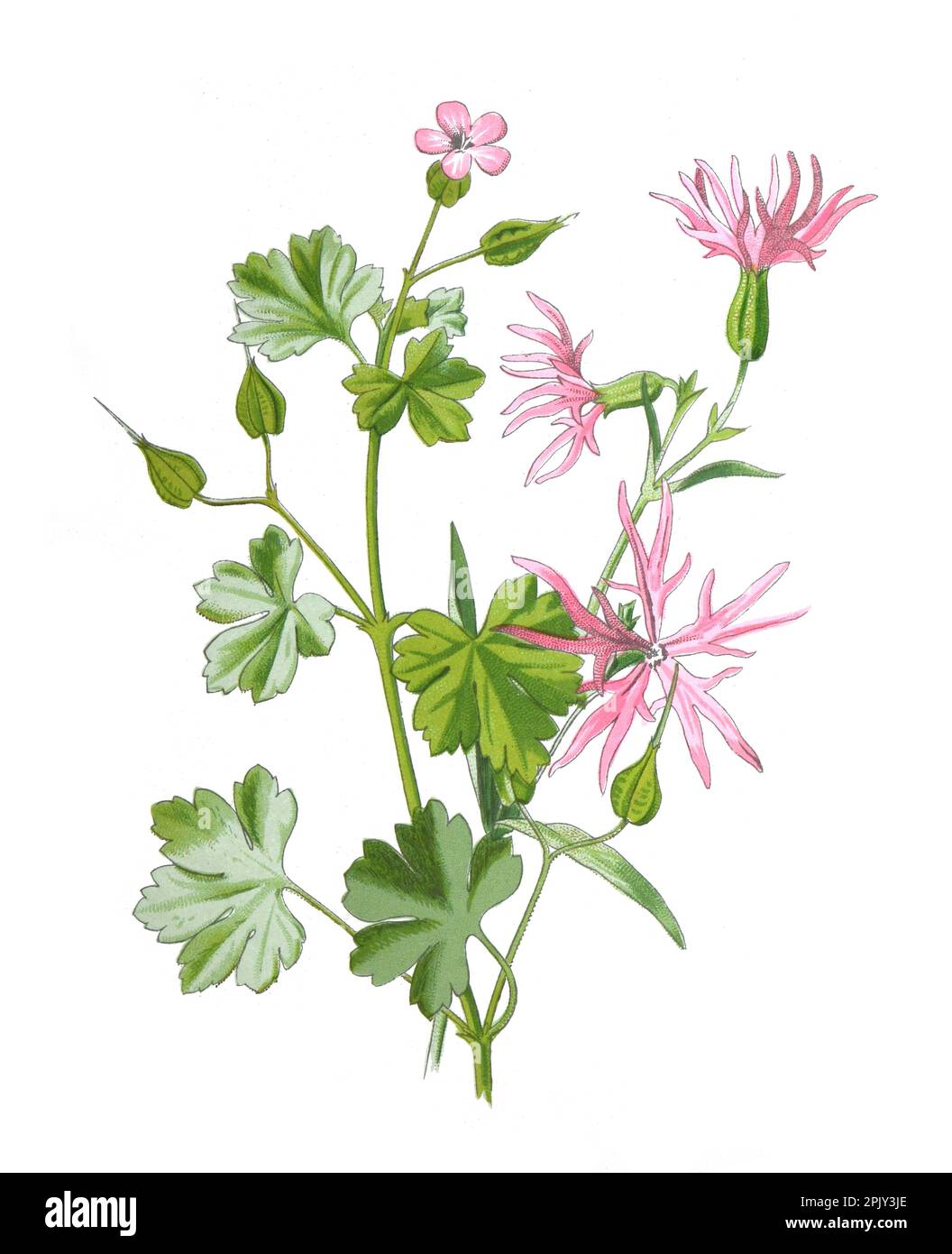 Glänzende Kräne, Blume oder Geranium lucidum und Ragged Robin. Oder Clarkia nette Insektenpflanzen handgezeichnete Feldblumen Illustration.Vintage Blume. Stockfoto