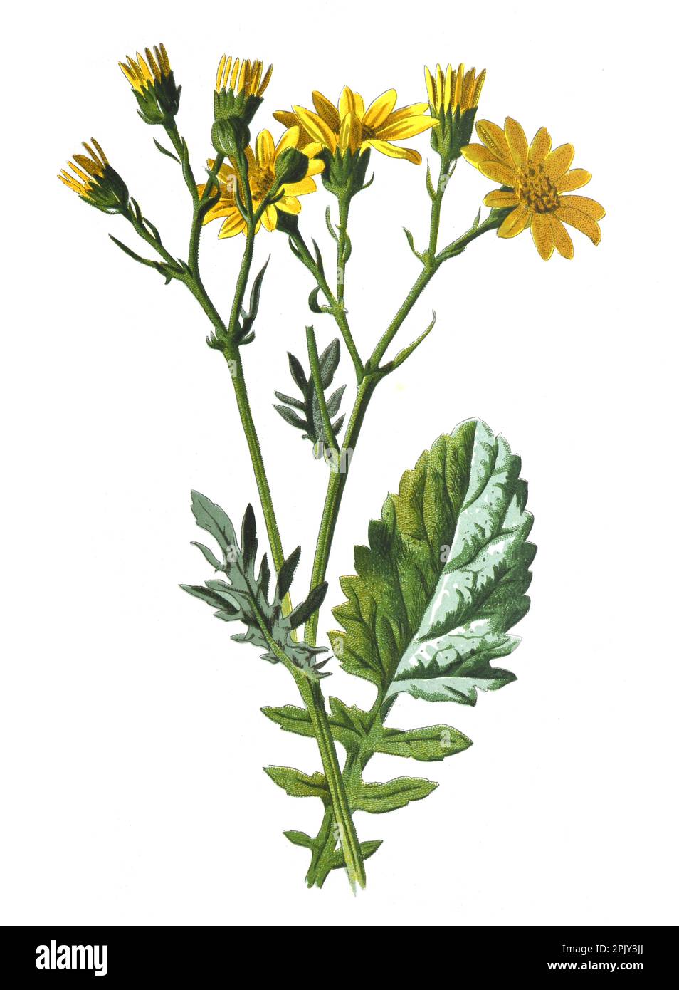 Wasser-Ragwurzblüte. Oder Senecio hydrophilus-Pflanze. Handgezeichnete Feldblumen Illustration. Vintage und antike Blumen. Wildblumen-Illustration. Stockfoto