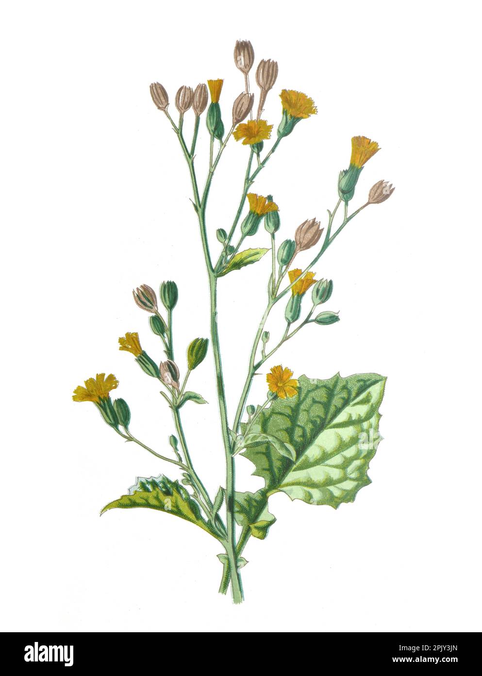 Nipplewürzblüte. Oder Lapsana communis Heilpflanze. Antikes handgezeichnetes Blumenmotiv. Vintage- und antike Wildblumen. Stockfoto
