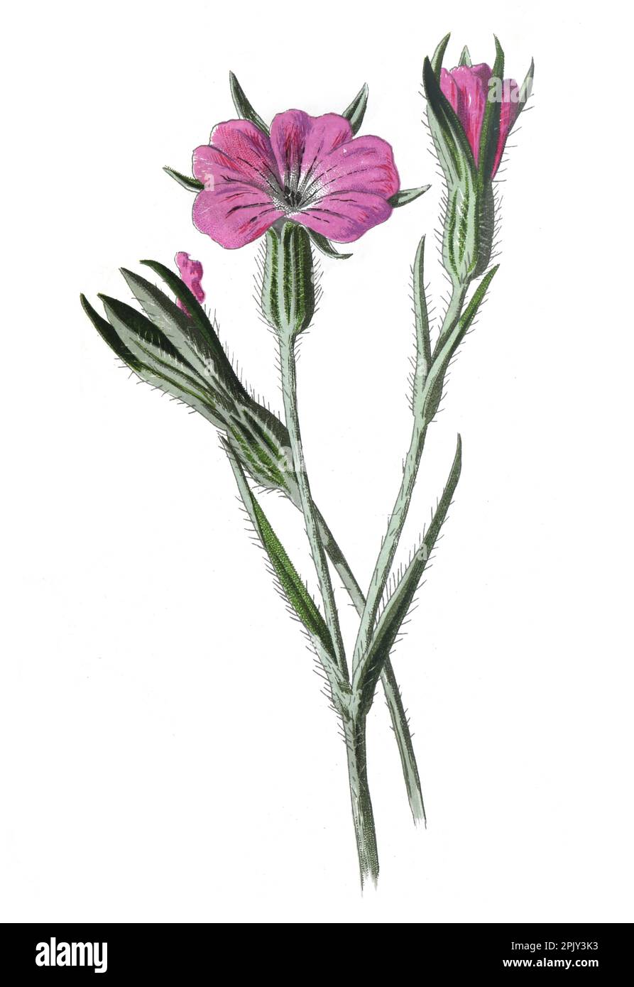 Maiskolbenblüte. Oder (Agrostemma githago ist eine Rosenblüte Caryophyllaceae.) Antikes Handgemalte Feldblumen Illustration. Vintage und antike Blume. Stockfoto