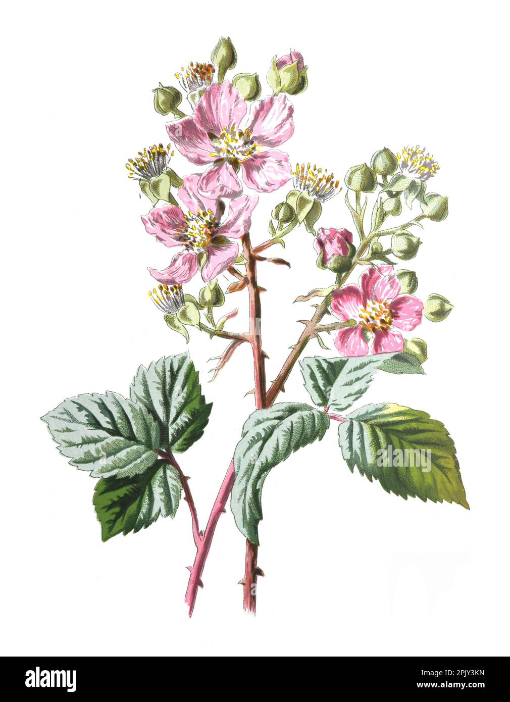 Brombeerblüte oder die gewöhnliche Brombeere, Rubus fruticosus Pflanze. Gesunde Bio-Fruchtpflanze.. Antike handgezeichnete Feldblumen Illustration. Stockfoto