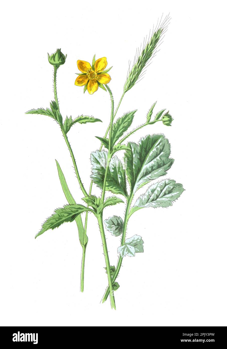 Gemeine Avenida en Meadow Gerstenblume. Oder gewöhnliche Moneywort-Blume. Handgezeichnete Feldblumen Illustration. Vintage und antike Blumen. Stockfoto