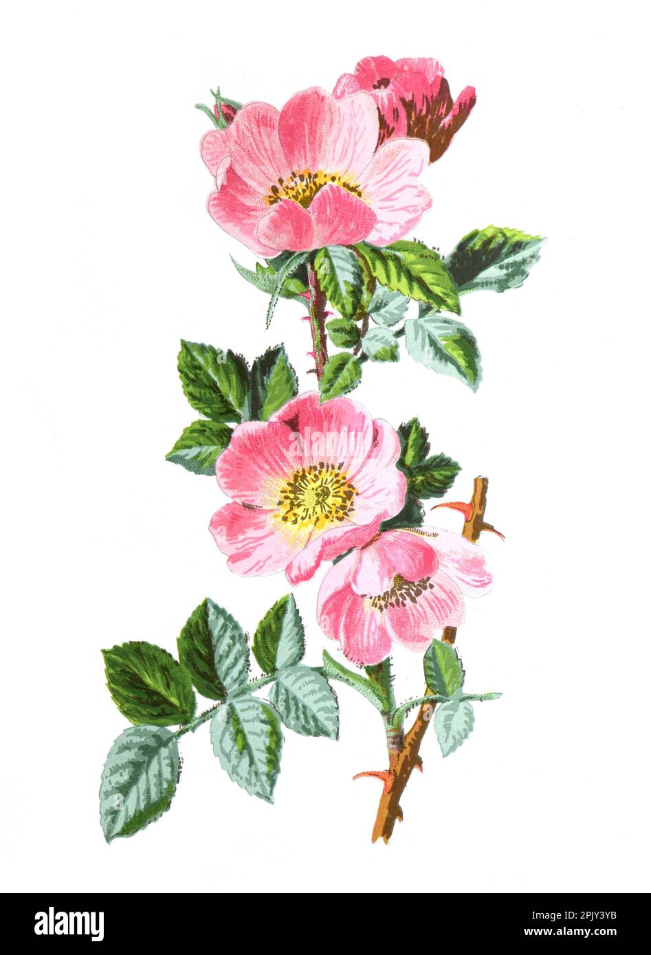 Süße Briar oder Rosa rubiginosa Blume. Oder süße Briar oder süße brier oder süße brier oder eglantine Heilblume. Biodiversität. Abbildung. Stockfoto