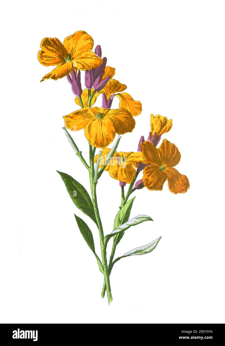 Wallflower oder blühende sibirische Wallflower. Oder Erysimum x Marshallii Blume. Antike handgezeichnete Feldblumen Illustration. Vintage und antike Blume Stockfoto
