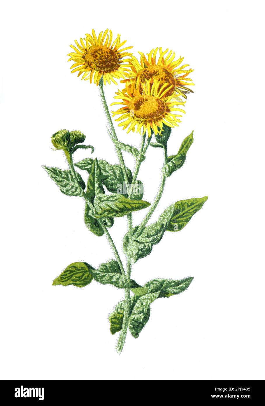 Fleabane oder Erigeron Familie der Gänseblümchen. Antike Hand gezeichnete Feldblumen Illustration. Vintage und antike Blumen. Wilde Blume Illustration. Stockfoto