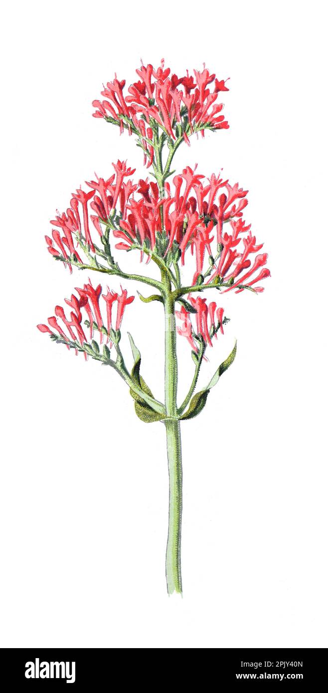 Rote Baldrian- oder Centranthus ruber-Blüte. Sporn Baldrian oder Kuss-mich-schnell oder Fuchsbürste oder Teufelsbartblume. Vintage handgezeichnete wilde Feldblume. Stockfoto