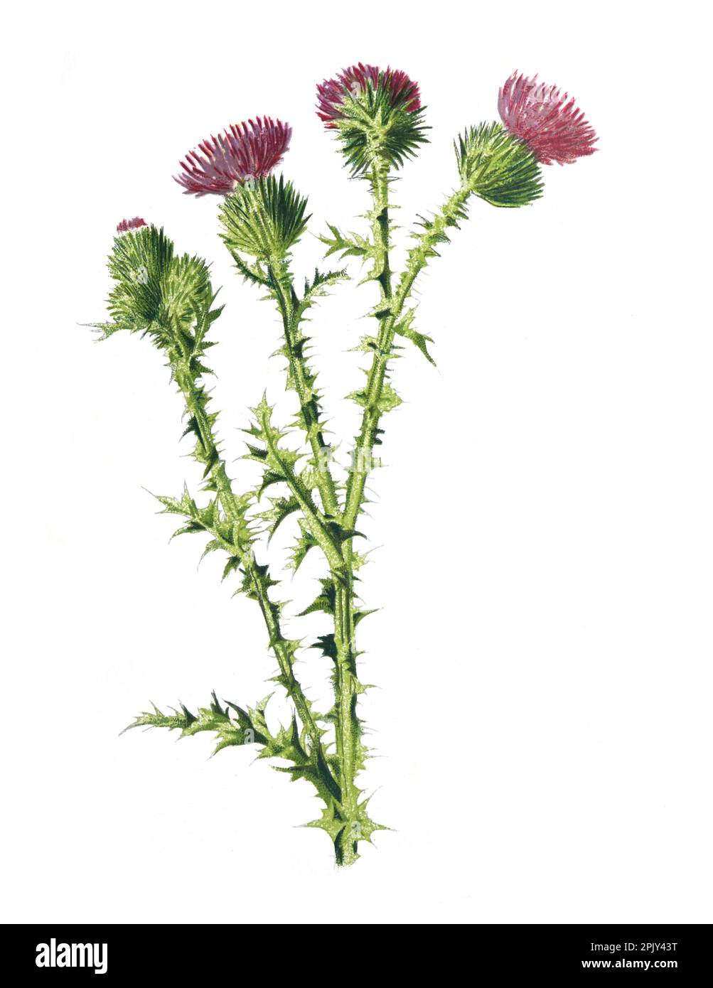 Felddistel oder Familie Carduus crispus der Asteraceae-Blüte. Vintage Hand gezeichnete Feldblumen Illustration. Illustration der Distel. Biodiversität. Stockfoto