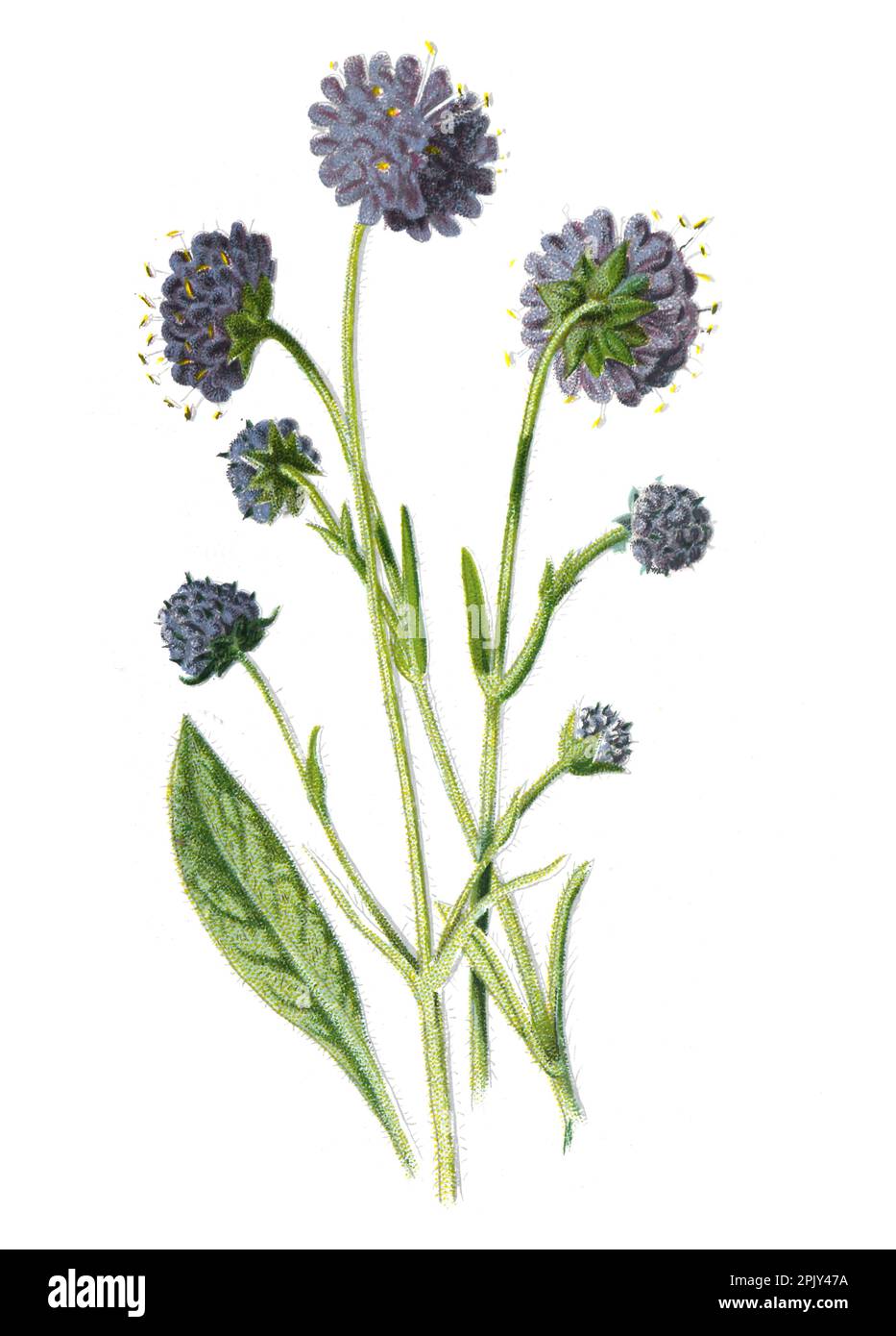 Succisa pratensis, auch bekannt als Teufelsblüte. Ordevil's bissige Familie der Caprifoliaceae Blume. Vintage Feldblumen Illustration. Stockfoto