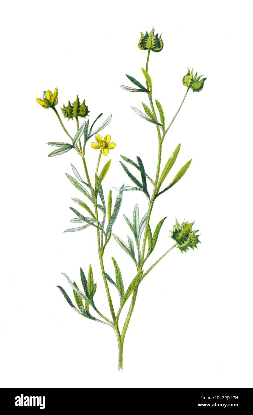 Corn Crowfoot oder eine gewöhnliche europäische Crowfoot-Blüte (Ranunkulus arvensis). Antike Hand gezeichnete wilde Feldblumen Illustration. Altes botanisches Poster. Stockfoto