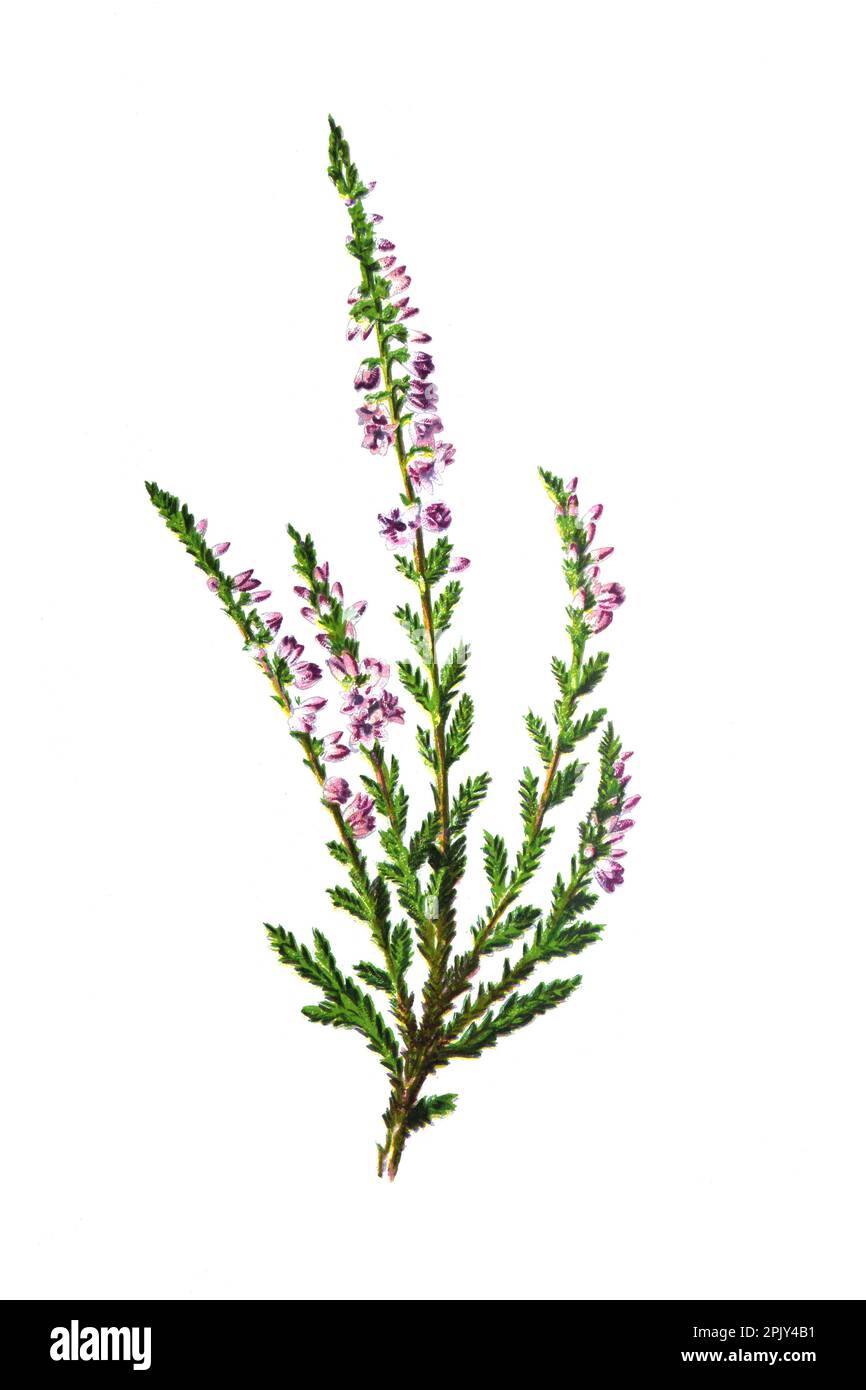 Calluna vulgaris (Heide, Leng oder einfach Heidekraut) oder Heidekraut oder Leng Blume. Vintage Hand gezeichnete wilde Feld Blumen Illustration. Stockfoto