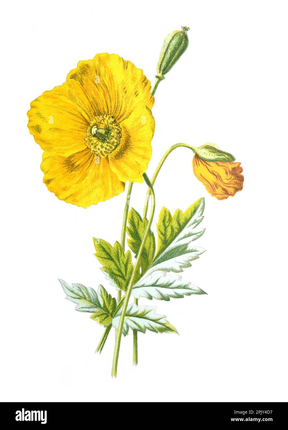 Bergmohn oder Windblume. Vintage Hand gezeichnet Wildfeld gelbe Mohnblume Illustration. Botanisches Poster mit wilden Windblumen. Biodiversität. Stockfoto