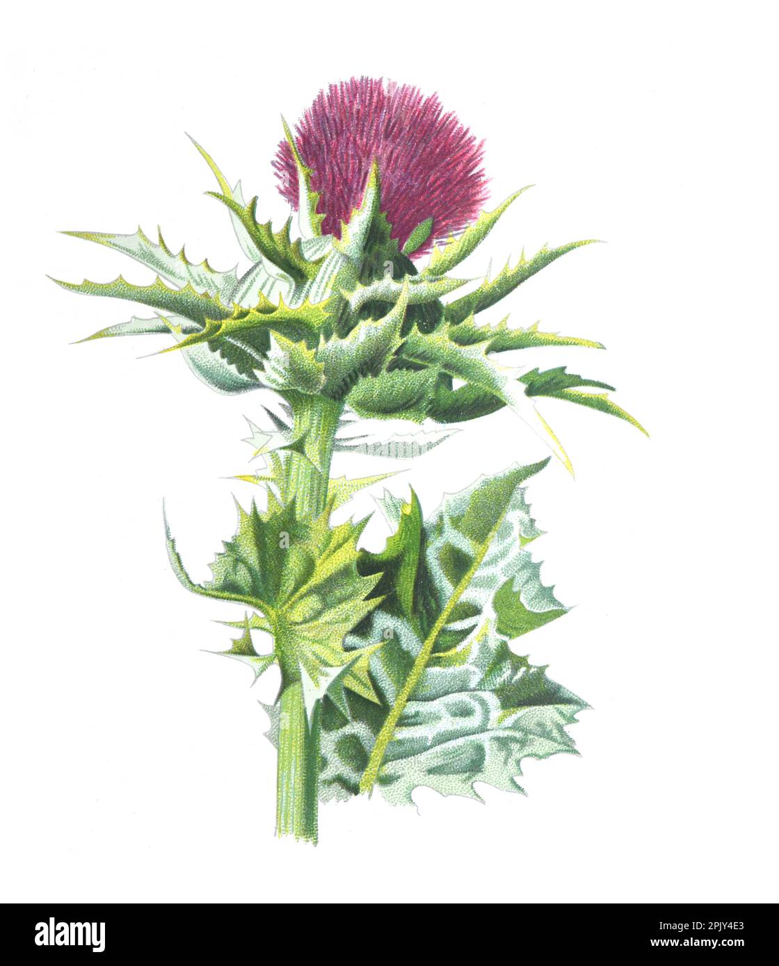 MilkThistle oder Silybum marianum oder Cardus marianus, Mariendistel oder Segensdistel oder Mariendistel, Mariendistel, Sai. Blume. Abbildung. Stockfoto