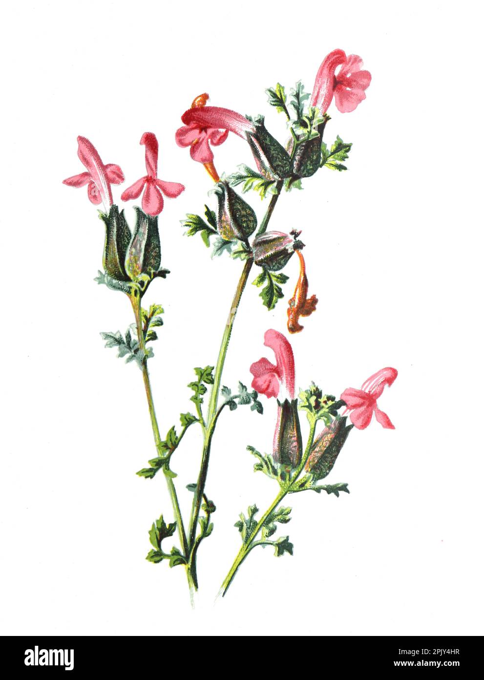 Pedicularis palustris, auch bekannt als Sumpflauspflanze oder rote Rasselblüte. Vintage Hand gezeichnete wilde Feld Blumen Illustration. Stockfoto