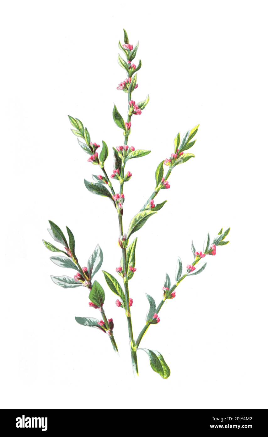Ranunculaceae der Familie der Anemonen oder auch Windblumen genannt. Blume. Vintage Hand gezeichnete wilde Feld Blumen Illustration. botanisches Poster. Stockfoto