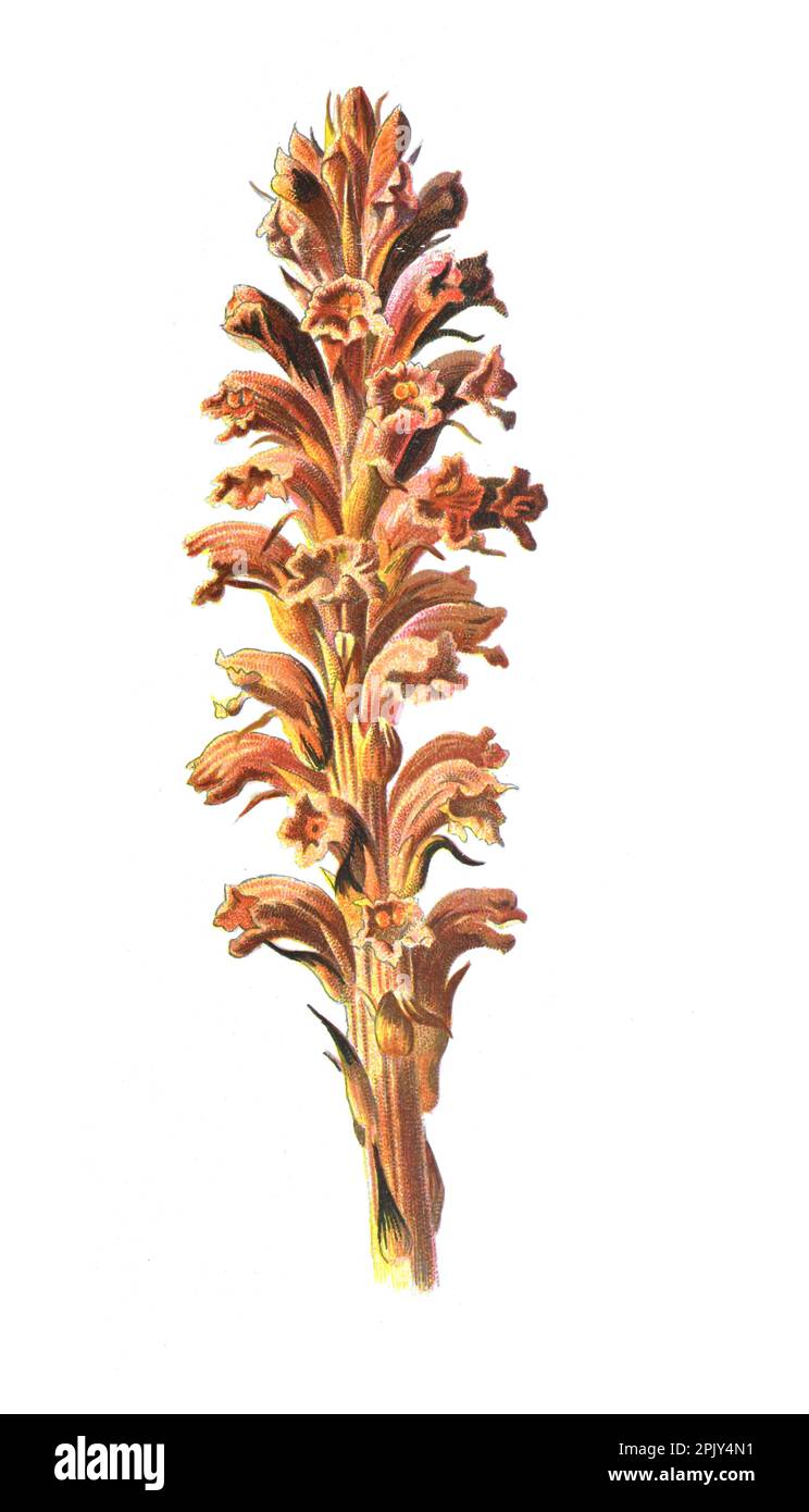 Ranunculaceae der Familie der Anemonen oder auch Windblumen genannt. Blume. Vintage Hand gezeichnete wilde Feld Blumen Illustration. botanisches Poster. Stockfoto