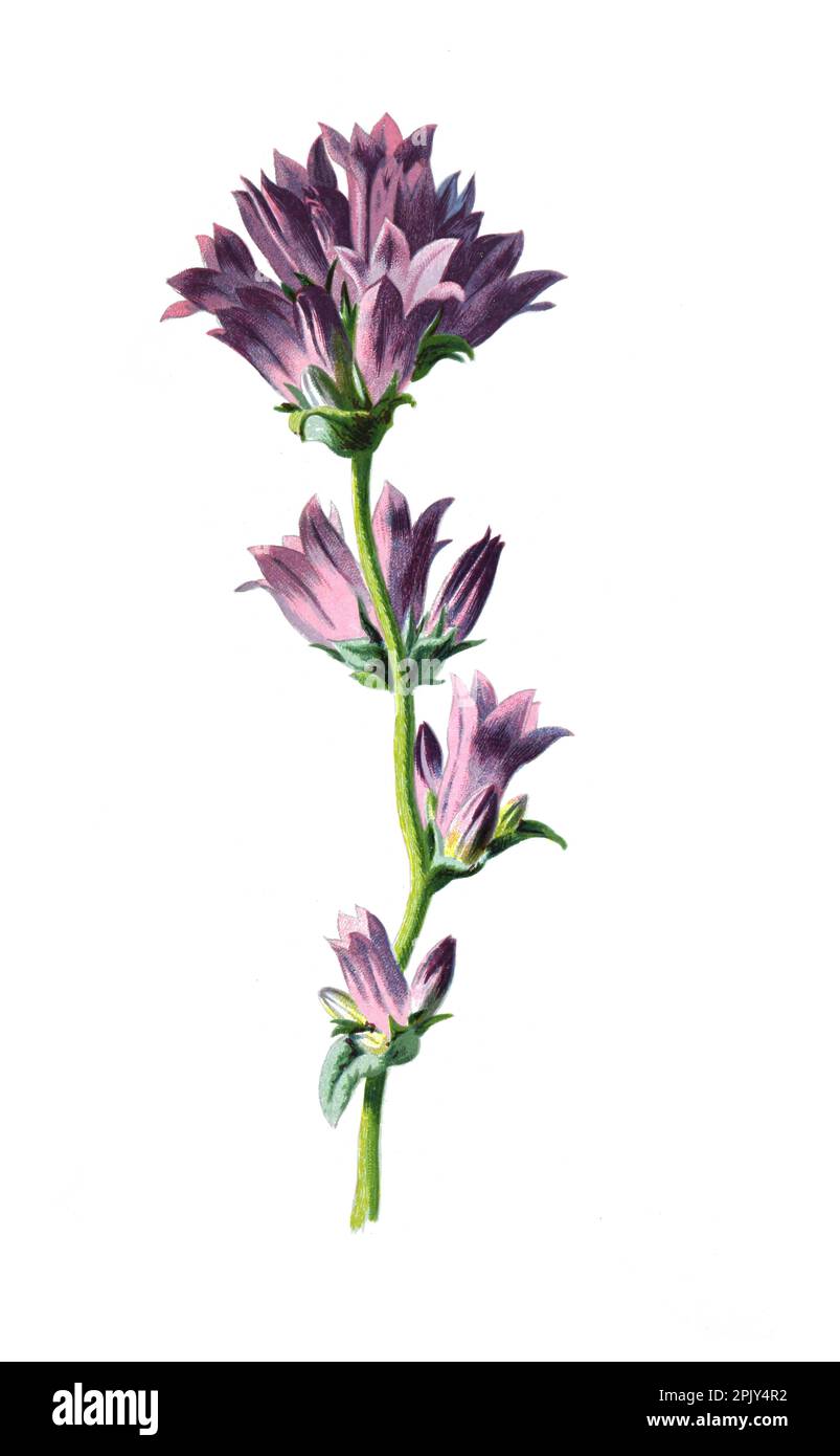 Campanula glomerata oder geclusterte Glockenblume oder Dane's Blut. Vintage Hand gezeichnete wilde Feldblumen Illustration. Stockfoto