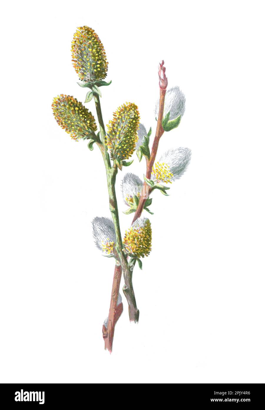 Weiden, auch Sallows und Eierweiden genannt, aus der Gattung Salix. Antike handgezeichnete Pflanzenillustration. Vintage handgezeichnete Weidenillustration. Stockfoto